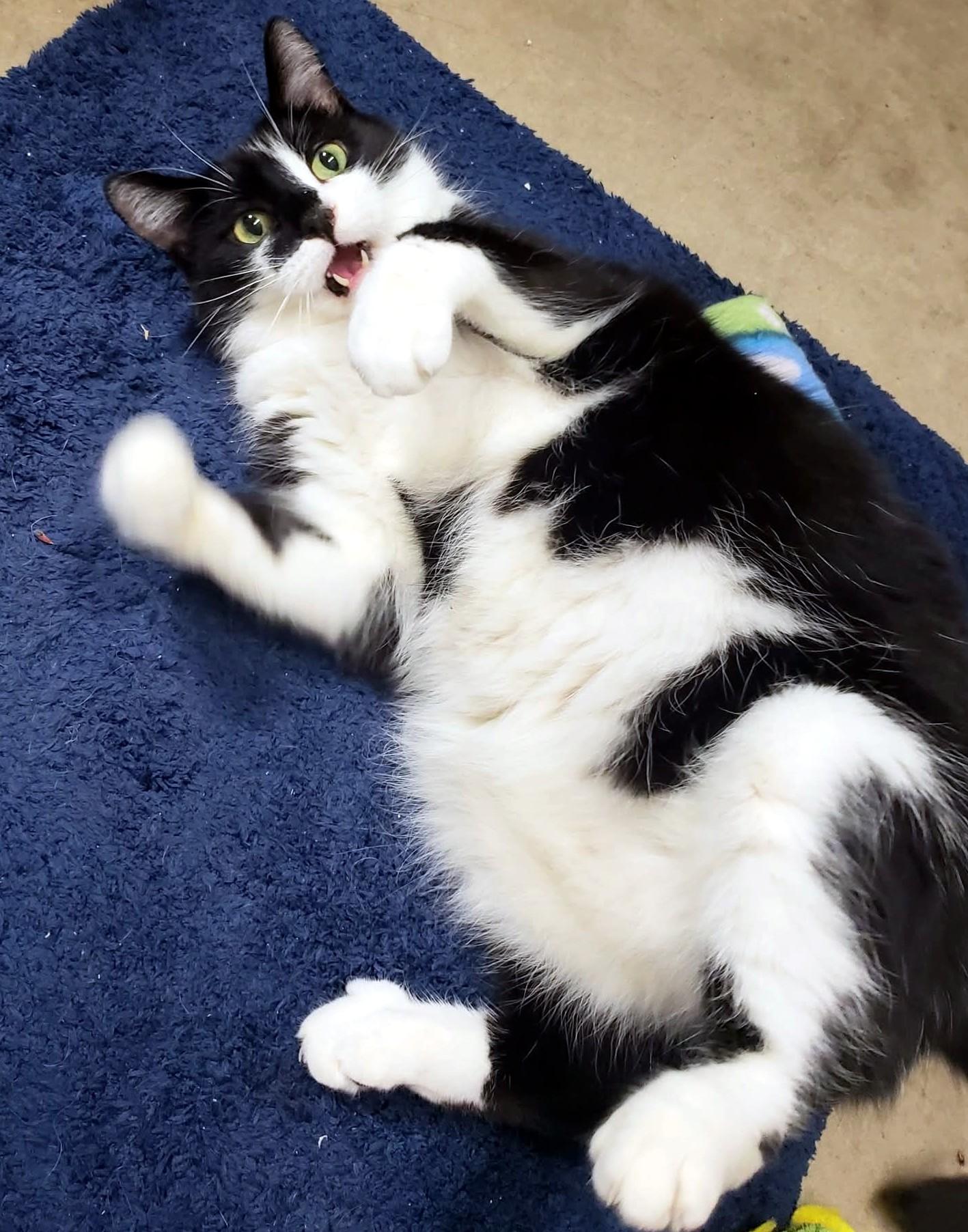 Murphy, ADOPTABLE, Senior Male Domestic Short Hair.