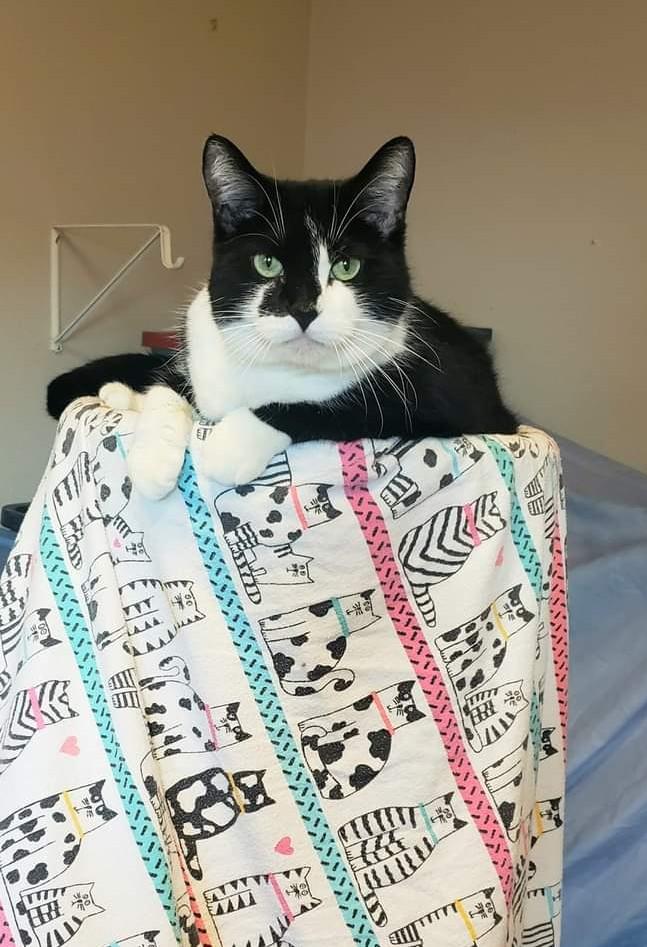 Enlarge Murphy, a ADOPTABLE Domestic Short Hair in Eugene, OR image 3/3