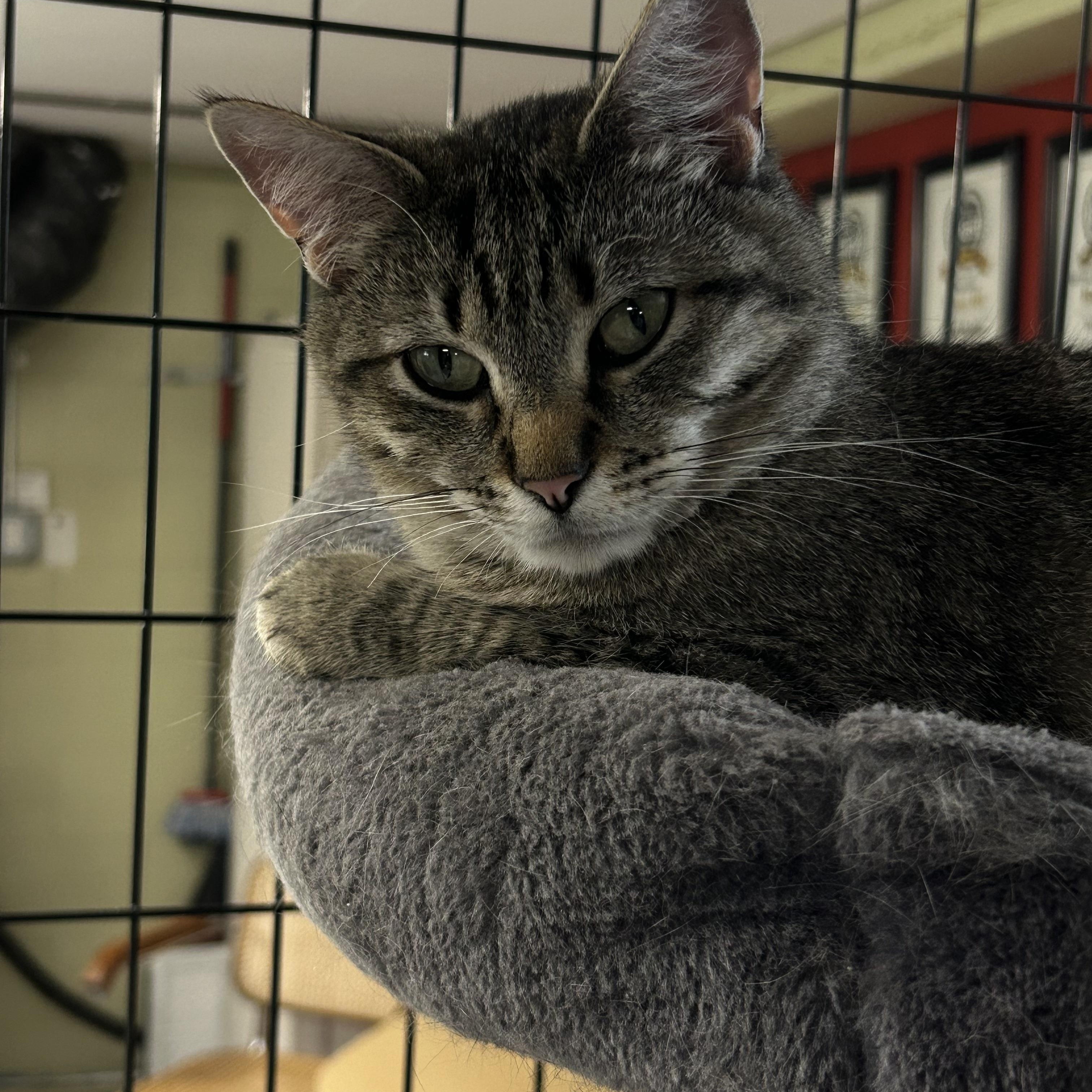Anne, ADOPTABLE, Adult Female Domestic Short Hair.