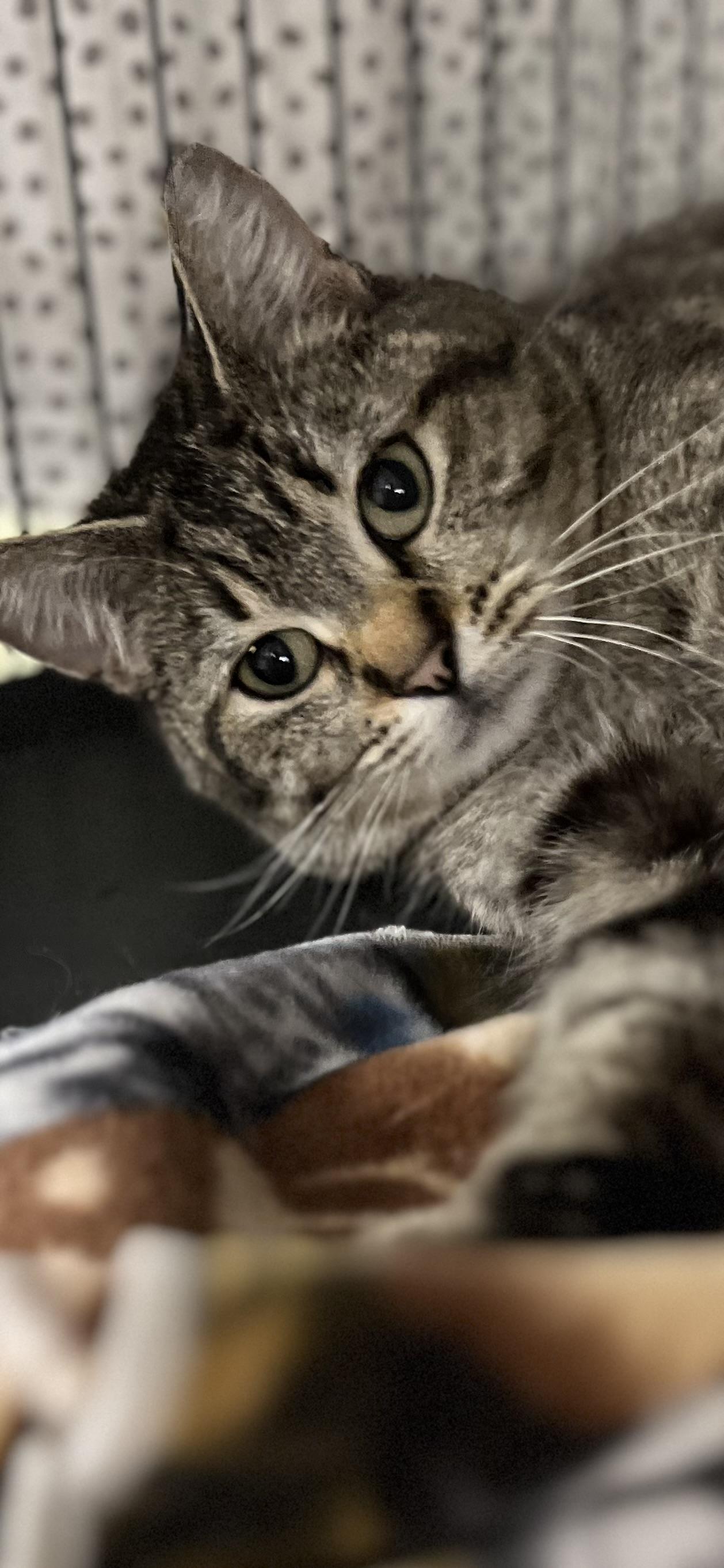 Enlarge Anne, a ADOPTABLE Domestic Short Hair in Holland, MI image 2/4