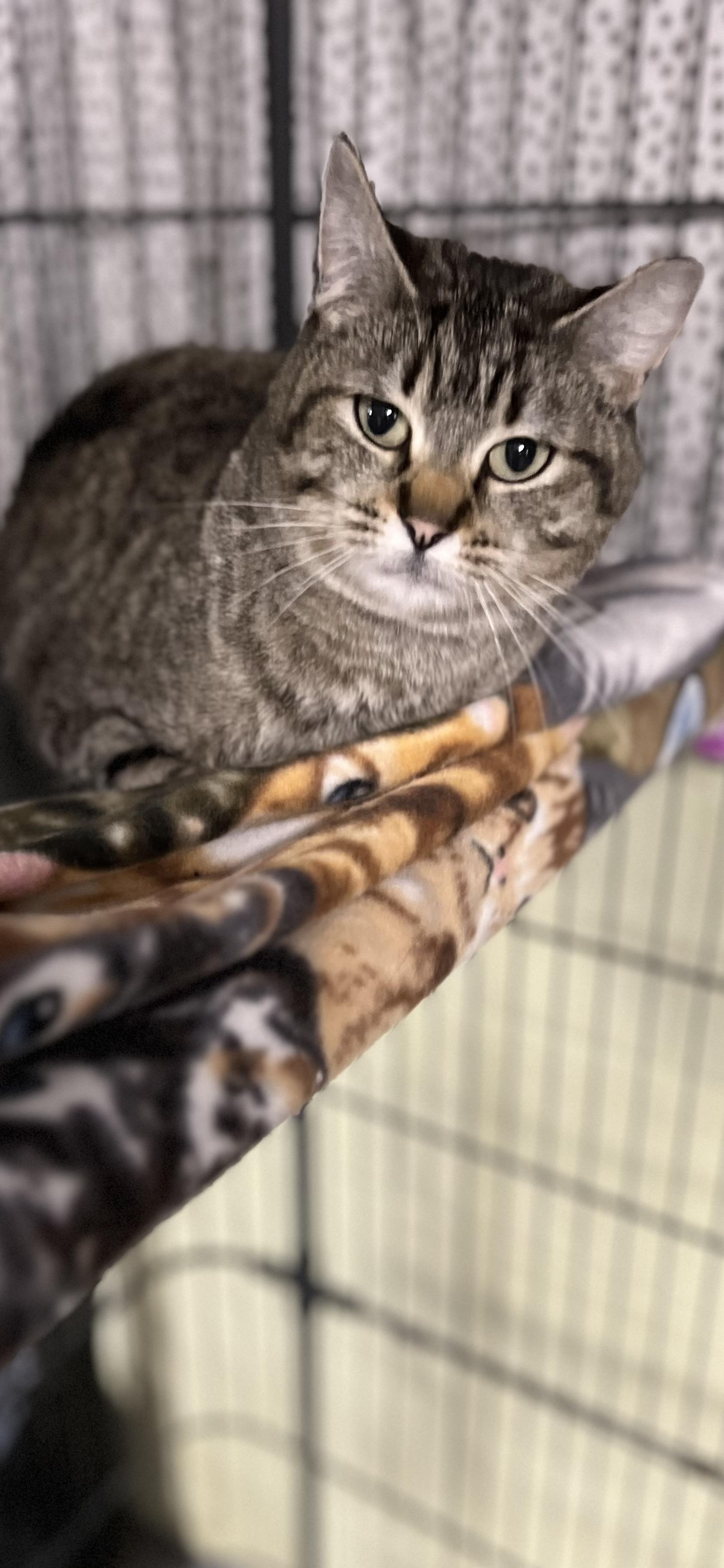 Enlarge Anne, a ADOPTABLE Domestic Short Hair in Holland, MI image 1/4
