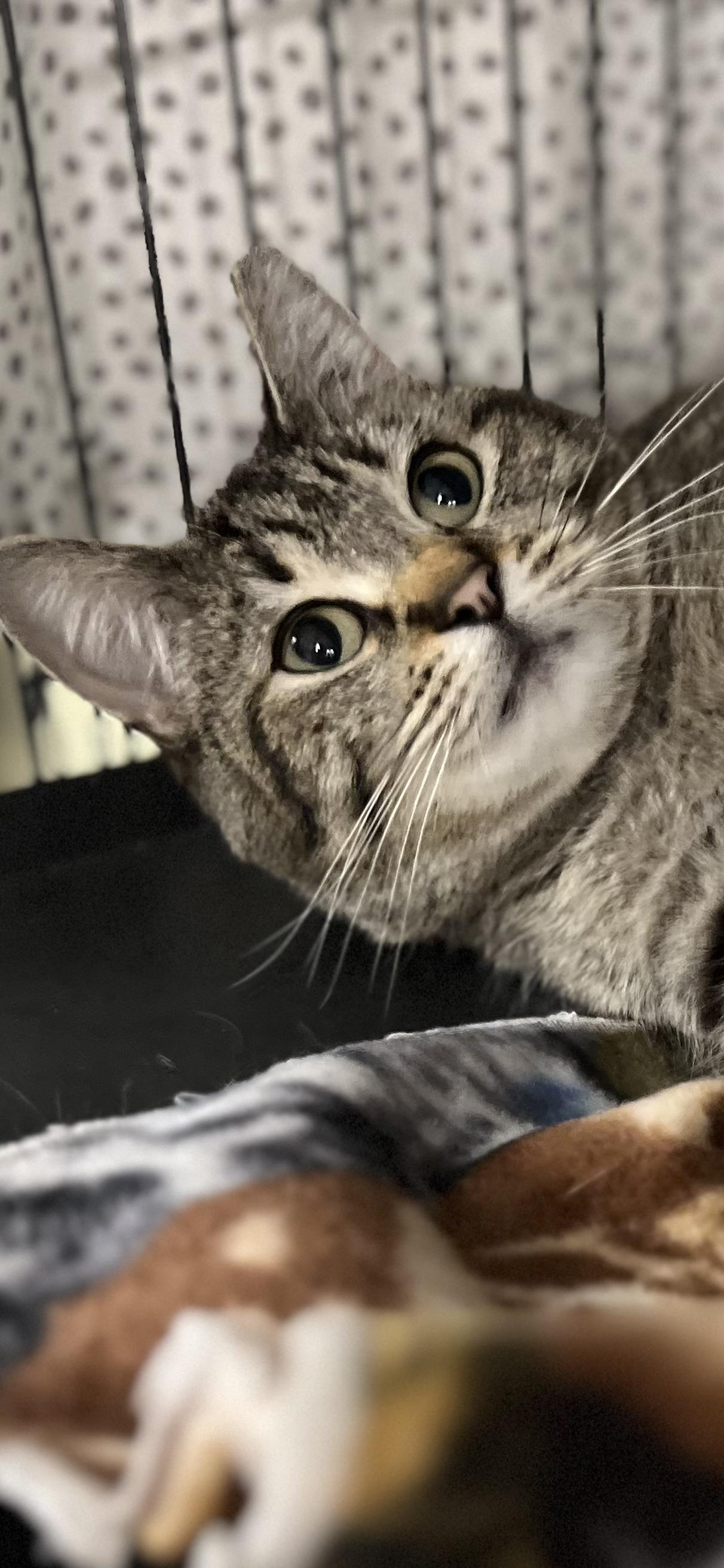 Enlarge Anne, a ADOPTABLE Domestic Short Hair in Holland, MI image 3/4
