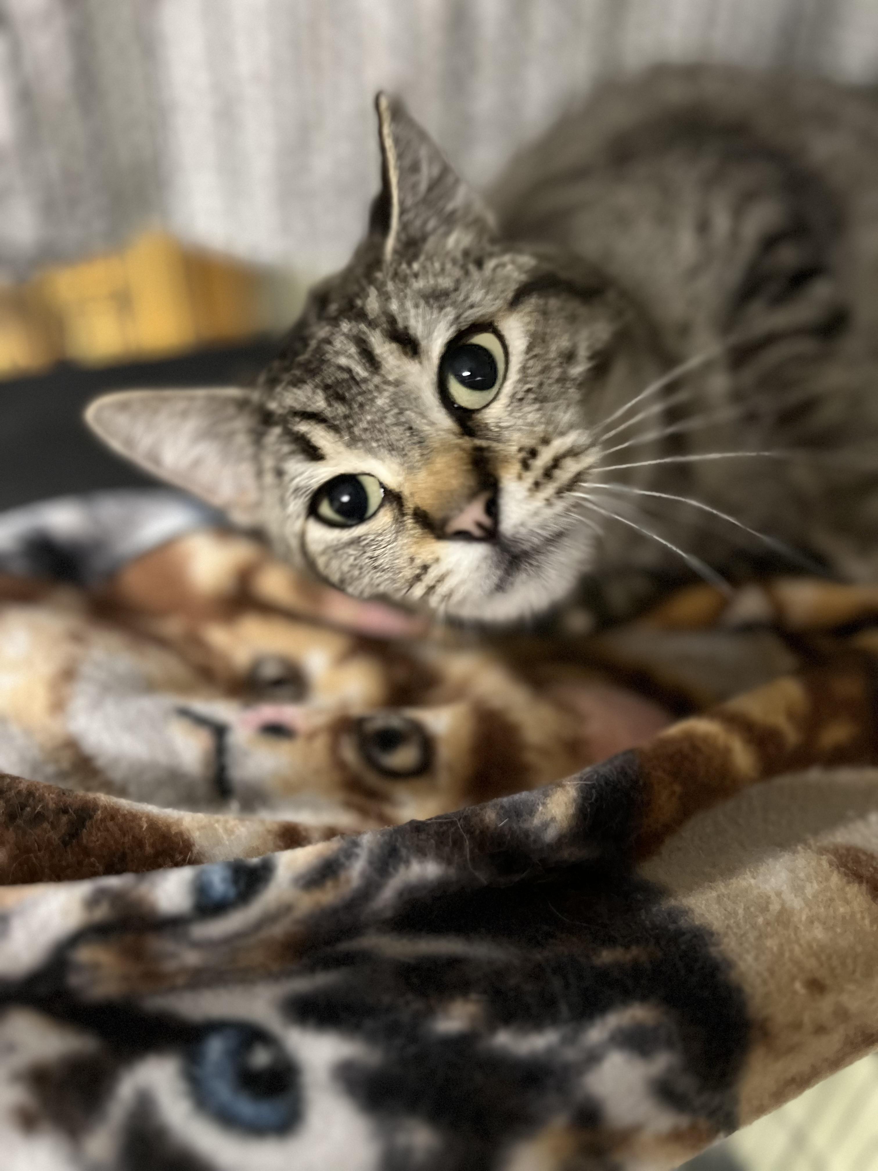 Enlarge Anne, a ADOPTABLE Domestic Short Hair in Holland, MI image 4/4