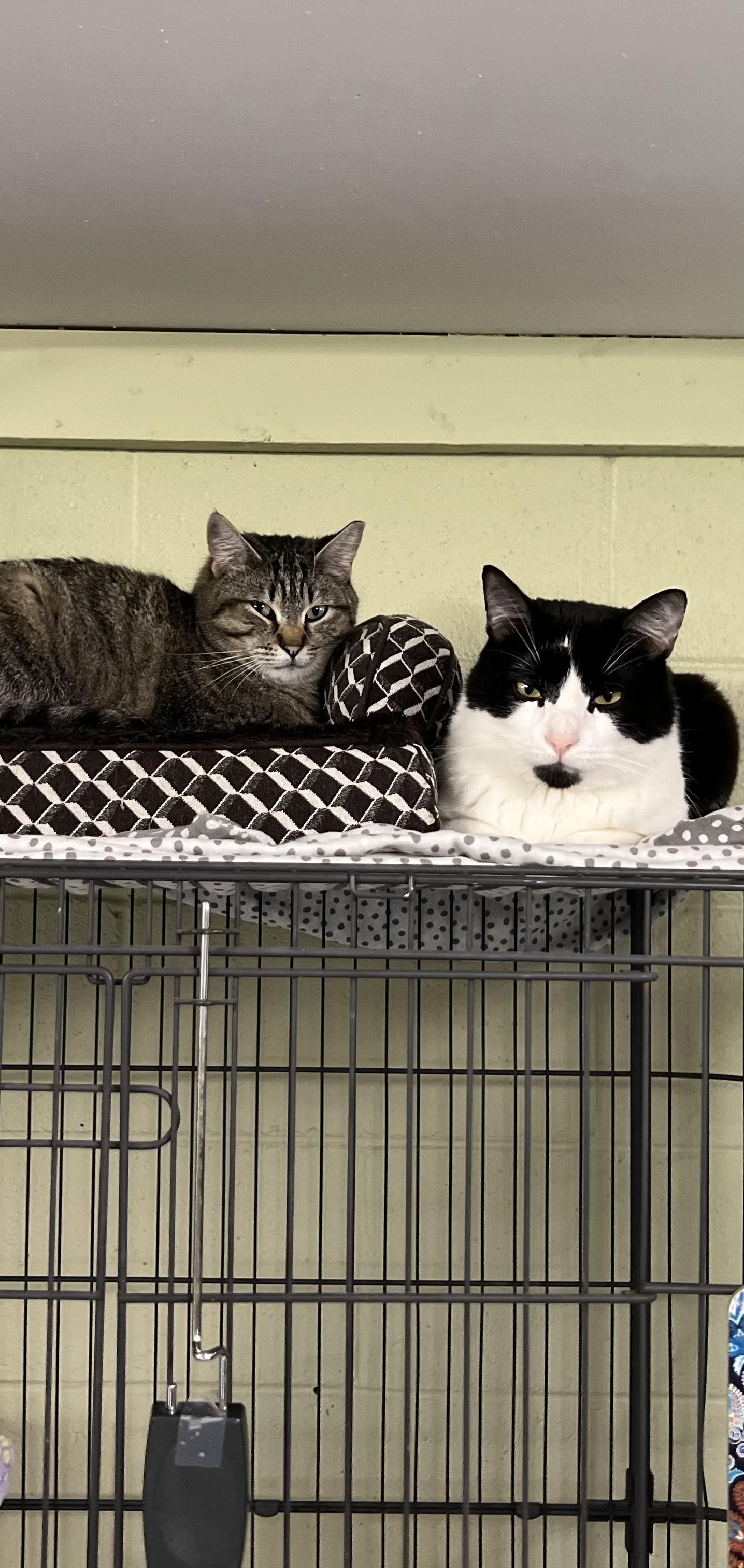 Anne, a ADOPTABLE Domestic Short Hair in Holland, MI image 5/5