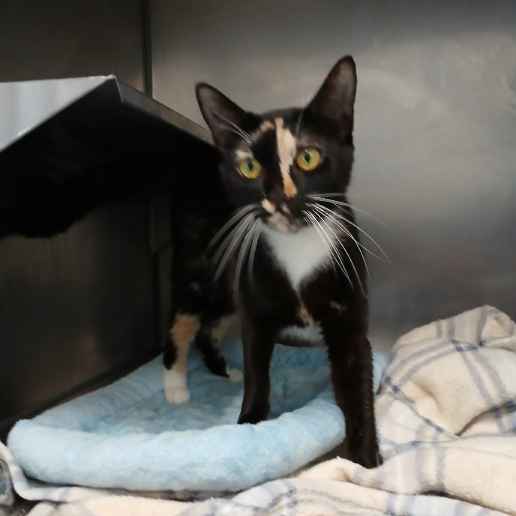 Bubbles, Adoptable, Young Female Domestic Short Hair.