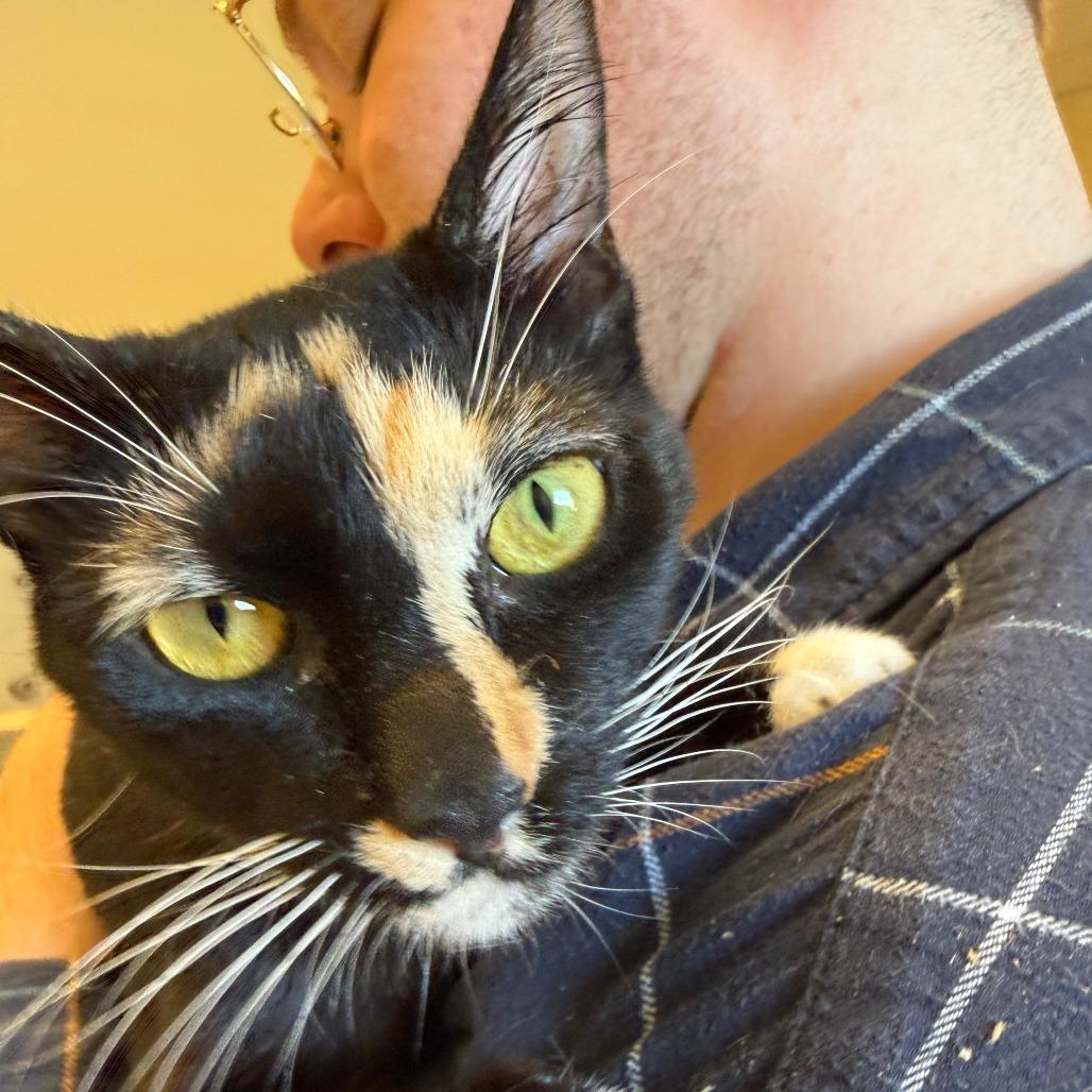 Bubbles, a Adoptable Domestic Short Hair in Morrisville, VT image 2/3