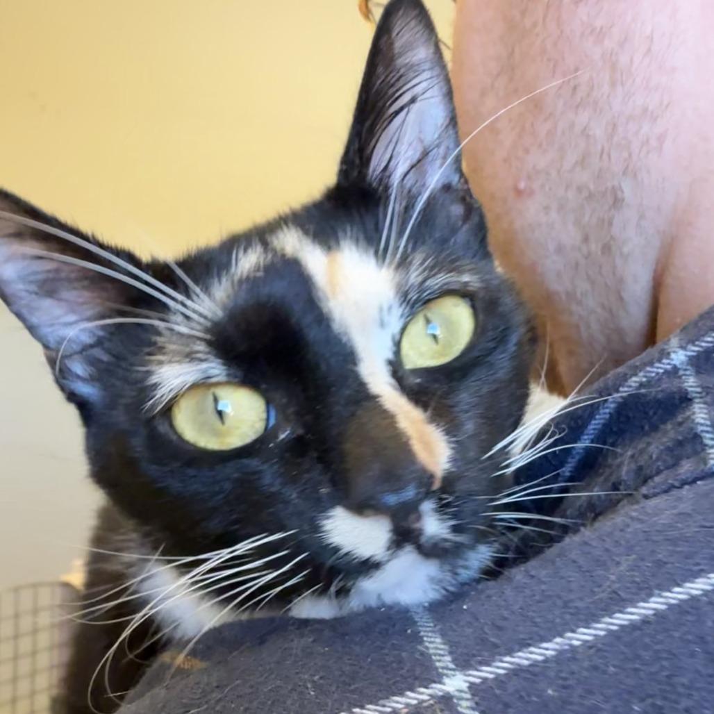 Bubbles, a Adoptable Domestic Short Hair in Morrisville, VT image 3/3