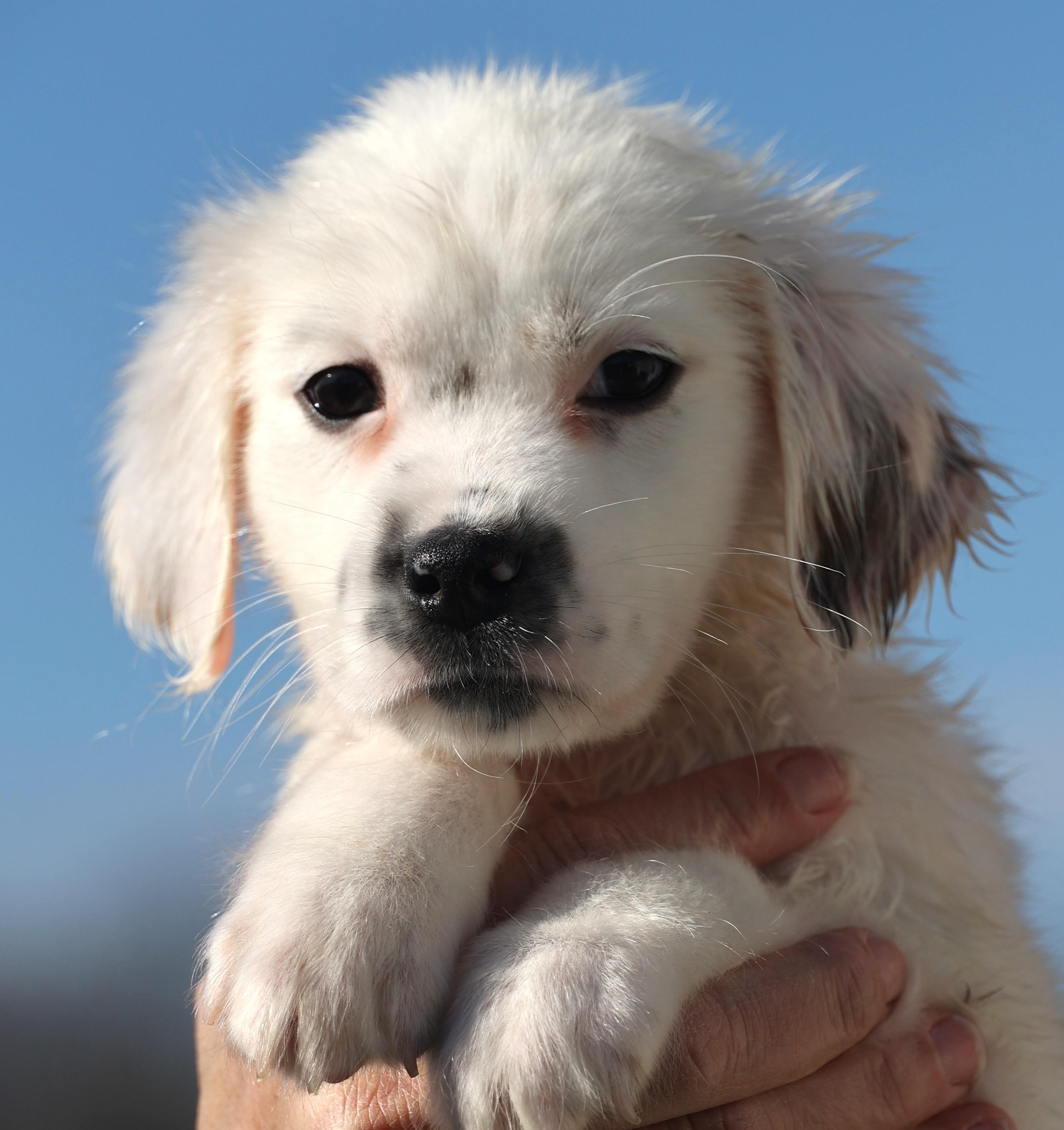 Enlarge Dudley-Pending! , an adoptable mixed breed in Frederick, MD image 1/6