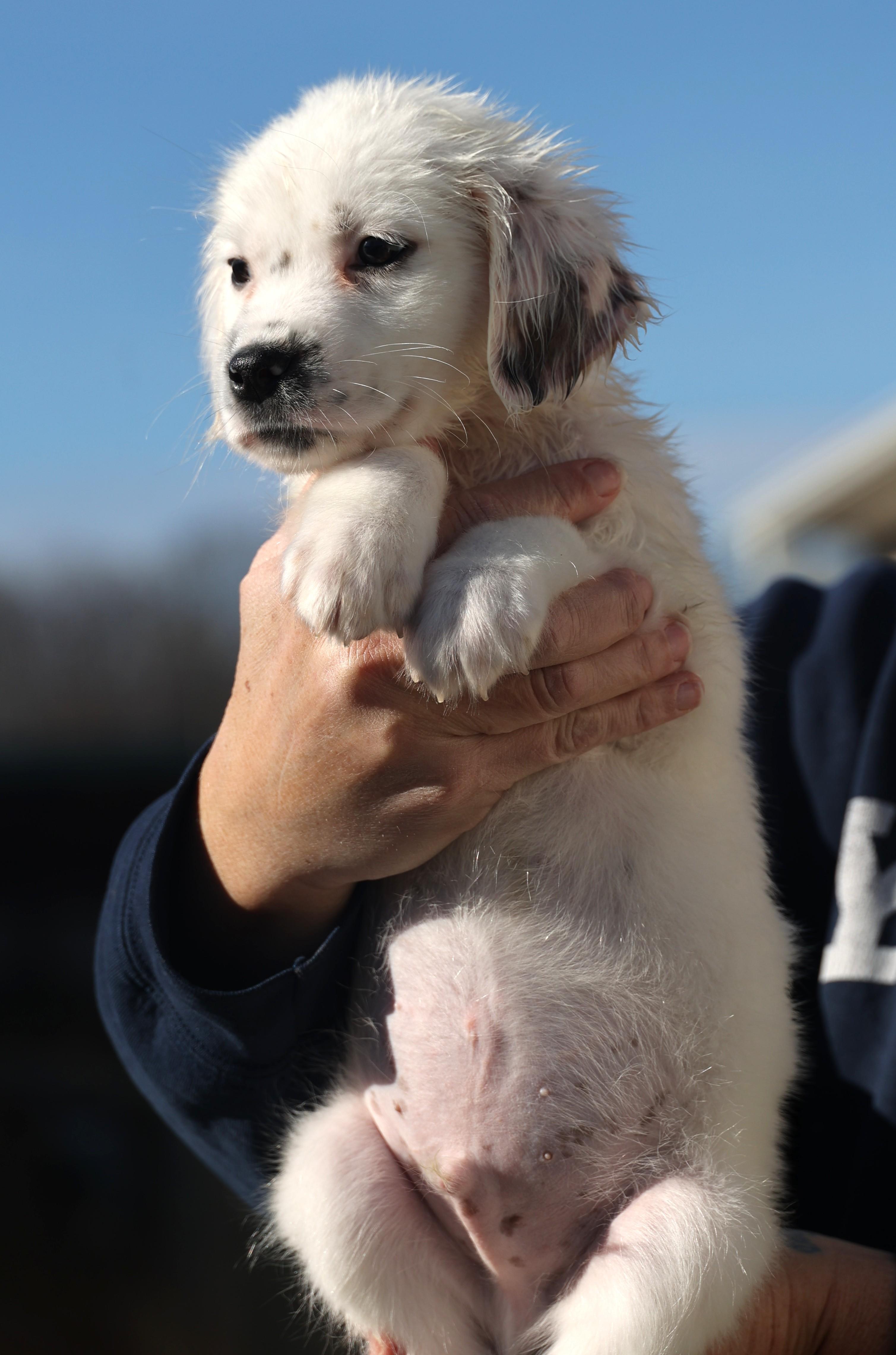 Enlarge Dudley-Pending! , an adoptable mixed breed in Frederick, MD image 5/6