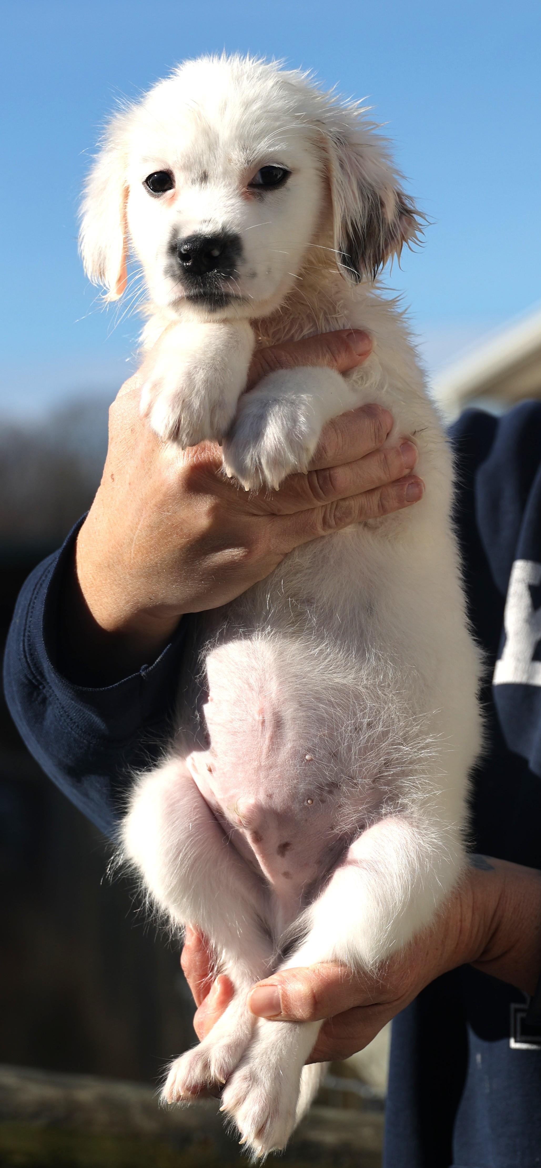 Enlarge Dudley-Pending! , an adoptable mixed breed in Frederick, MD image 6/6