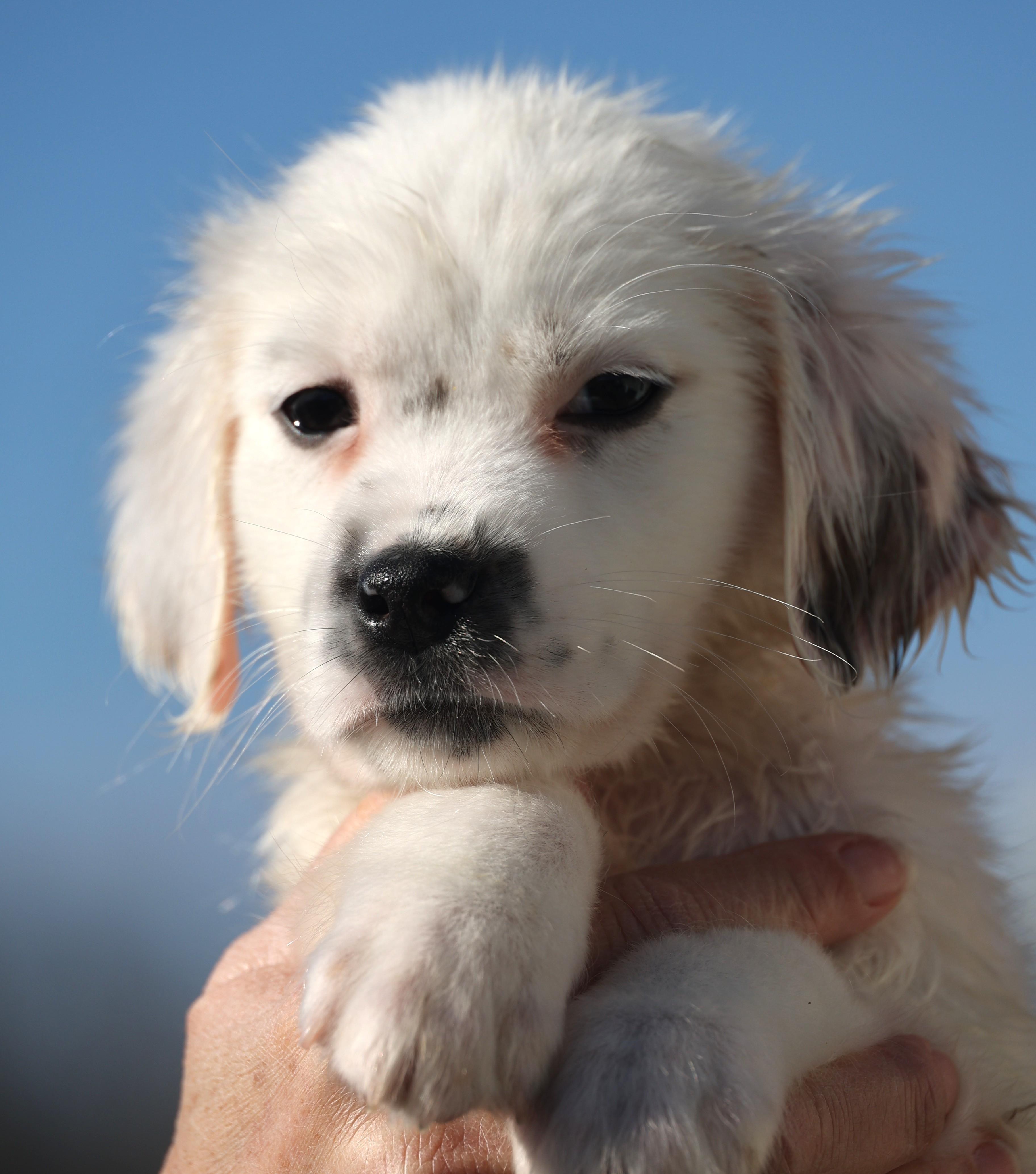 Enlarge Dudley-Pending! , an adoptable mixed breed in Frederick, MD image 3/6