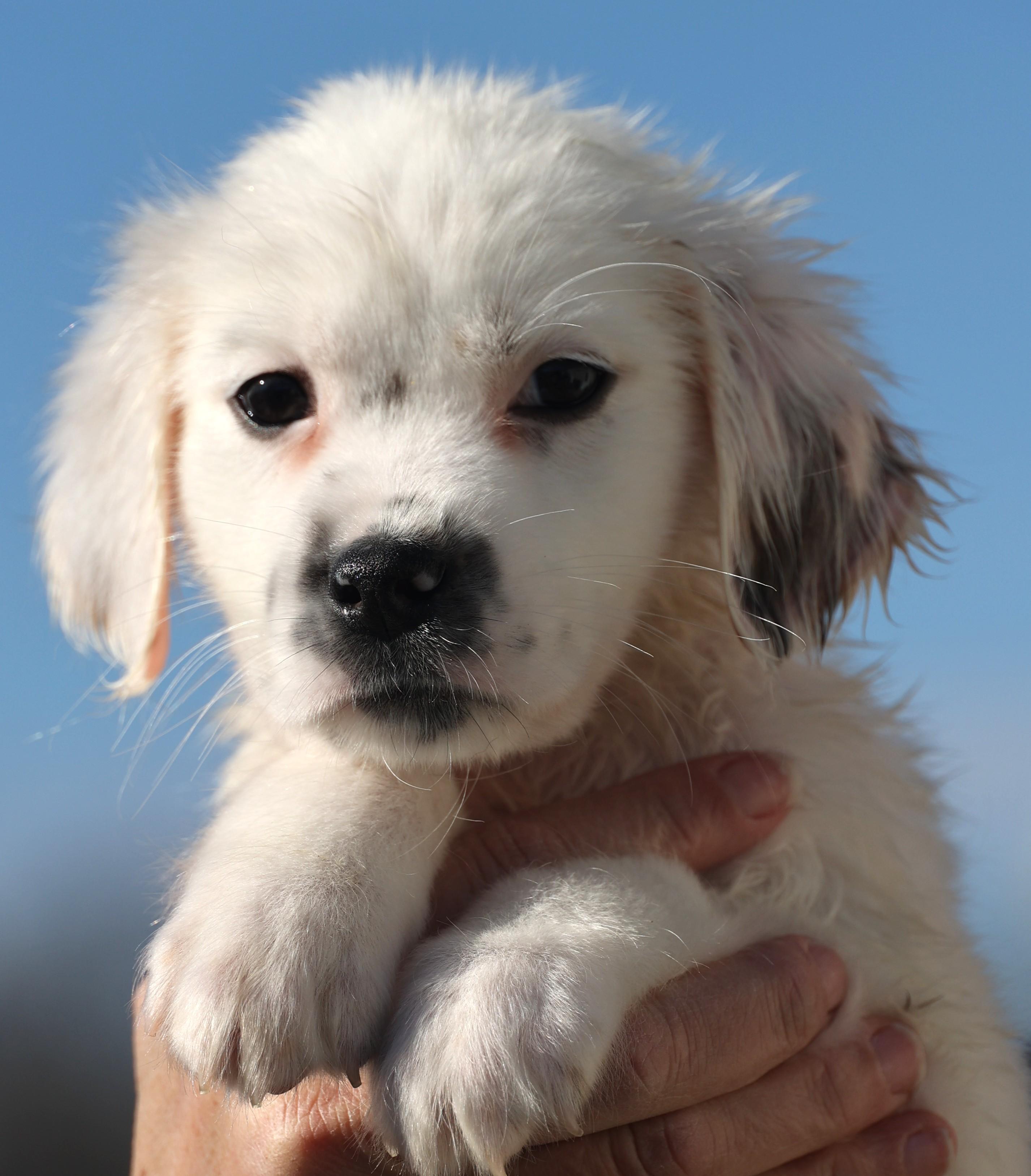 Enlarge Dudley-Pending! , an adoptable mixed breed in Frederick, MD image 4/6