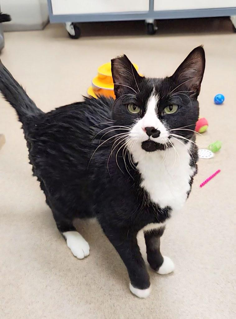 Cisco - big sweet loverboy!, a ADOPTABLE Domestic Short Hair in Oshkosh, WI image 1/6