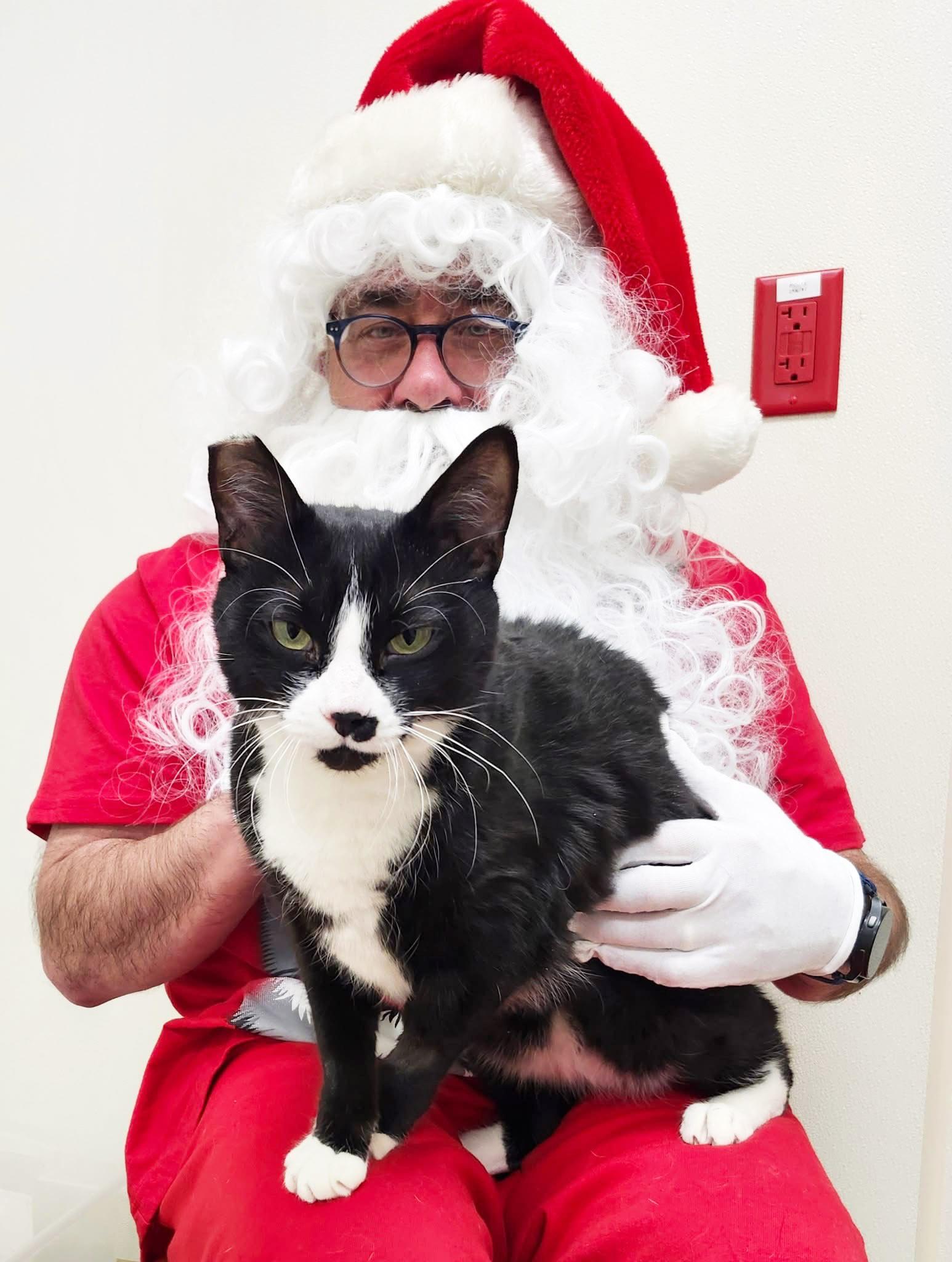 Cisco - big sweet loverboy!, a ADOPTABLE Domestic Short Hair in Oshkosh, WI image 3/6