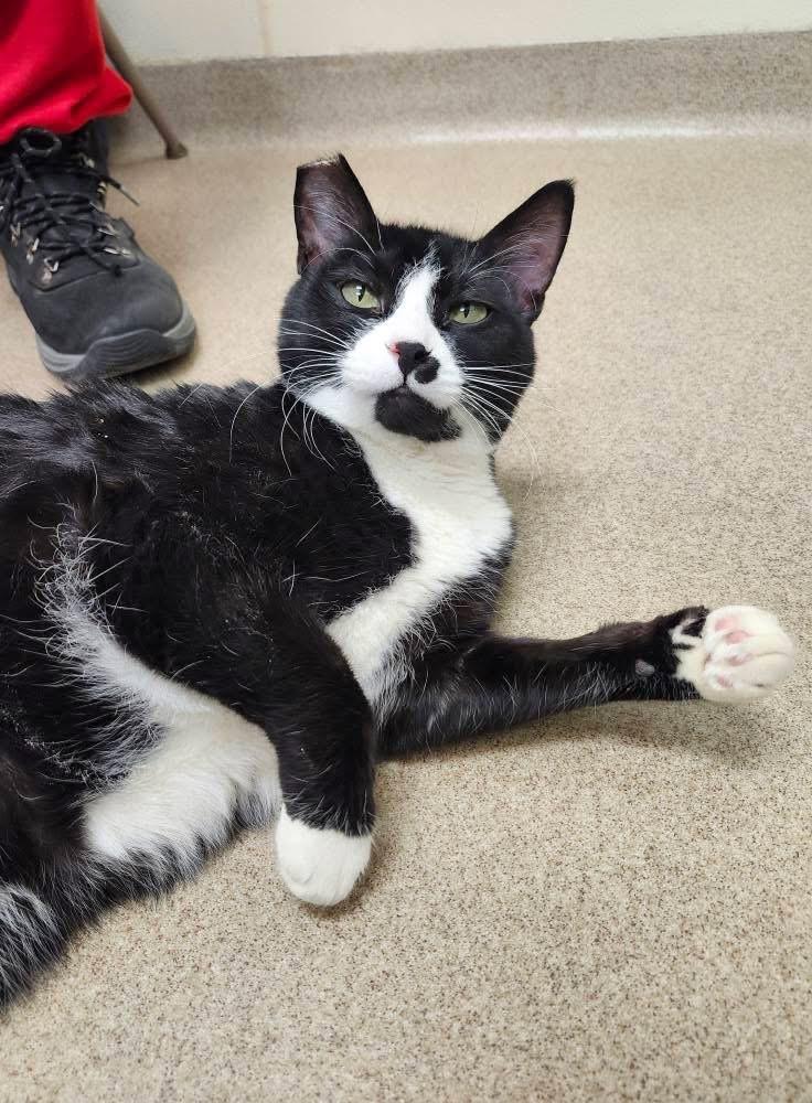 Cisco - big sweet loverboy!, a ADOPTABLE Domestic Short Hair in Oshkosh, WI image 5/6