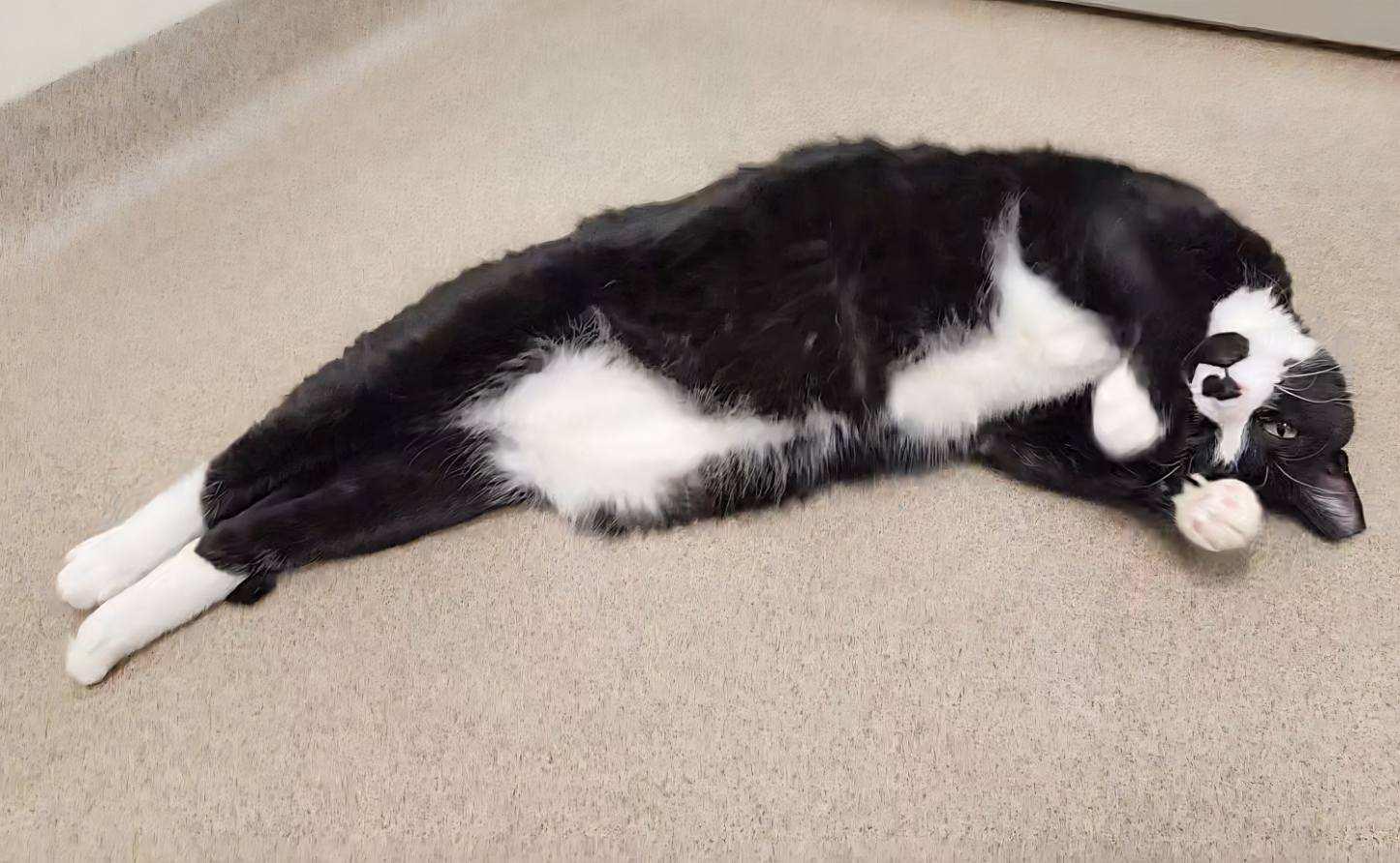 Cisco - big sweet loverboy!, a ADOPTABLE Domestic Short Hair in Oshkosh, WI image 2/6