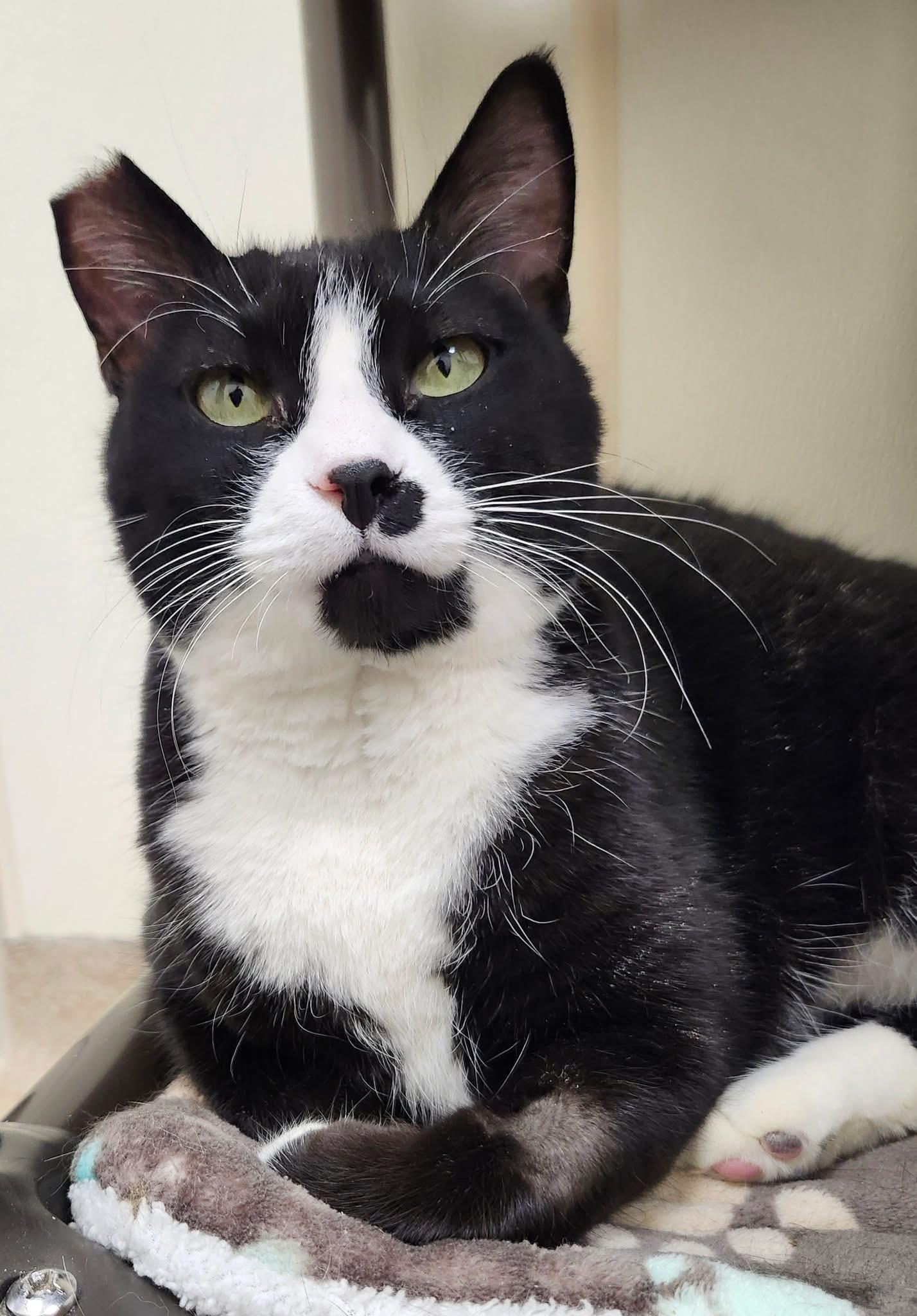 Cisco - big sweet loverboy!, a ADOPTABLE Domestic Short Hair in Oshkosh, WI image 4/6