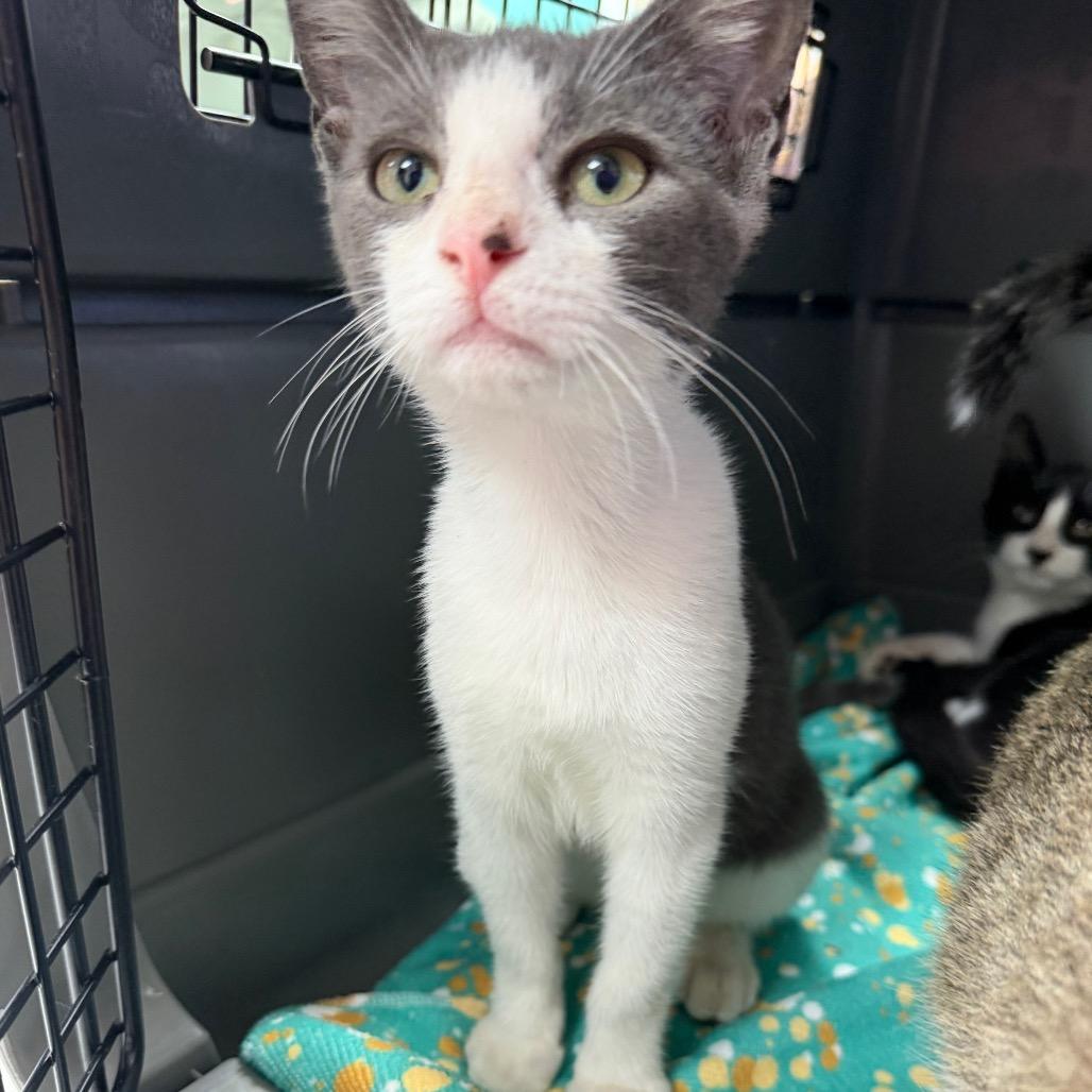 Hashbrown, Adoptable, Young Male Domestic Short Hair.