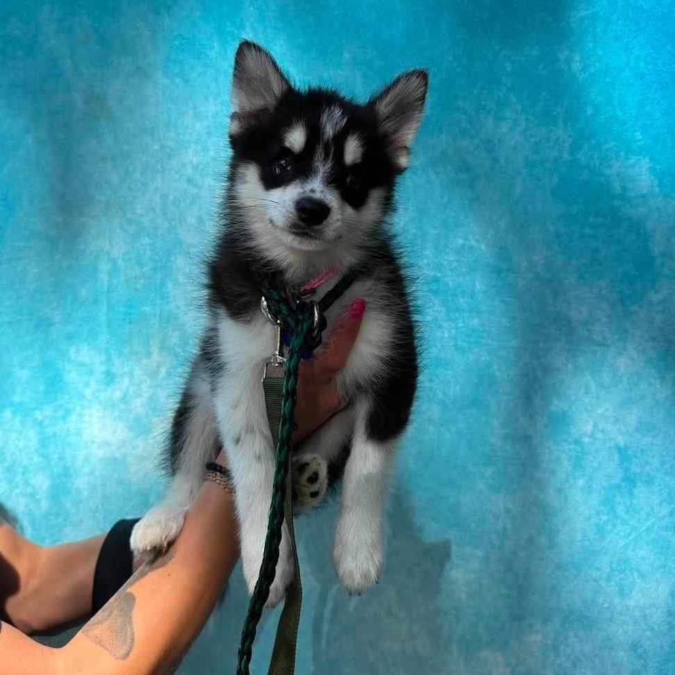Rita Hayworth, Adoptable, Puppy Female Pomeranian & Husky.