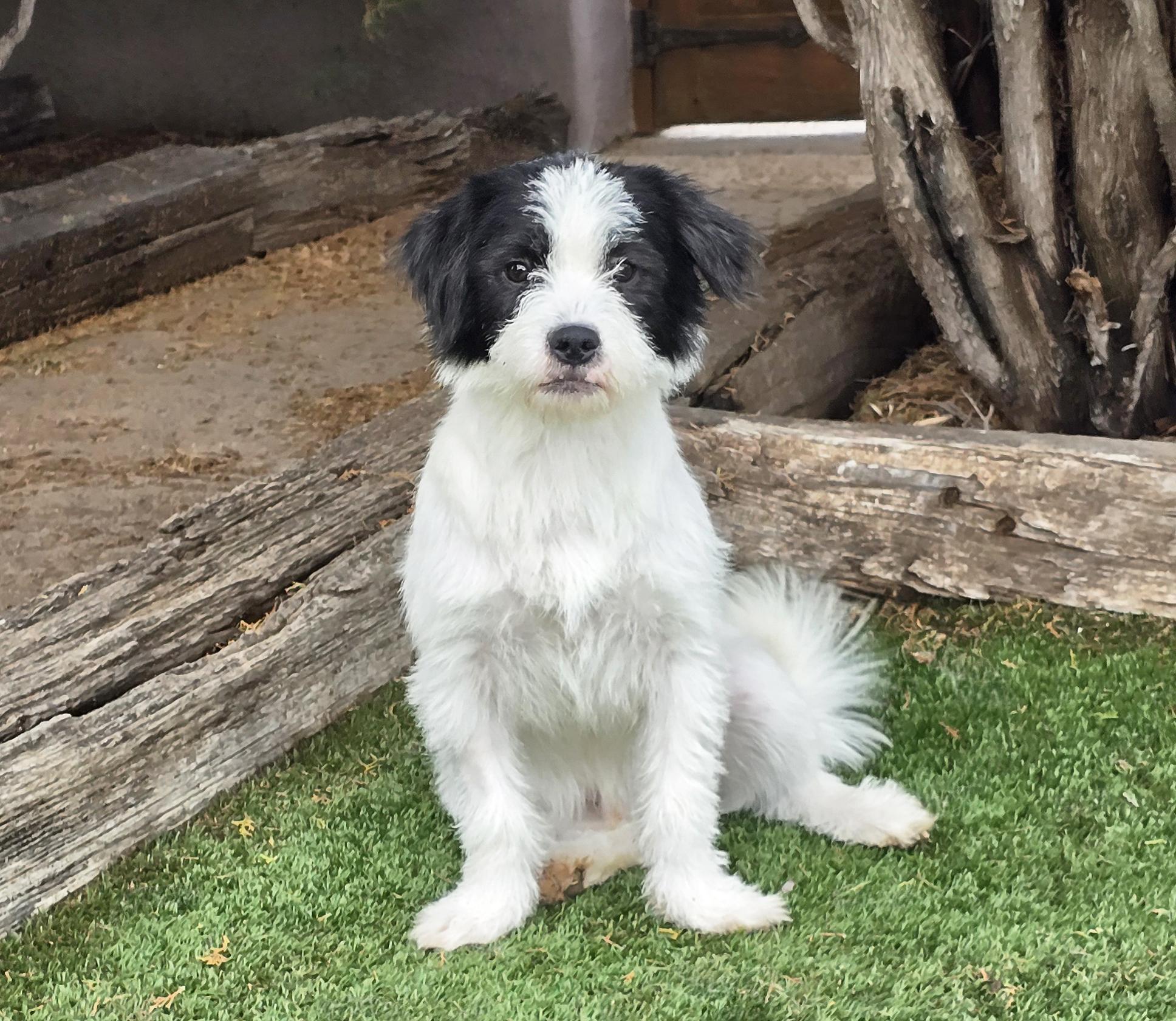 Merry Lil Mr Malachi ~ Terripoo !, adopted, Young Male Terrier & Poodle (Toy).
