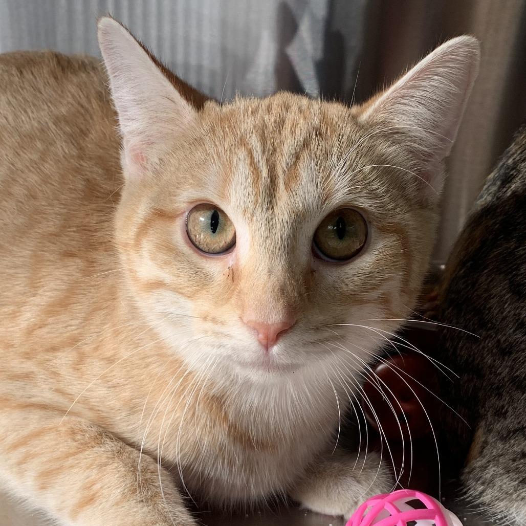 Iridessa, Adoptable, Young Female Domestic Short Hair.