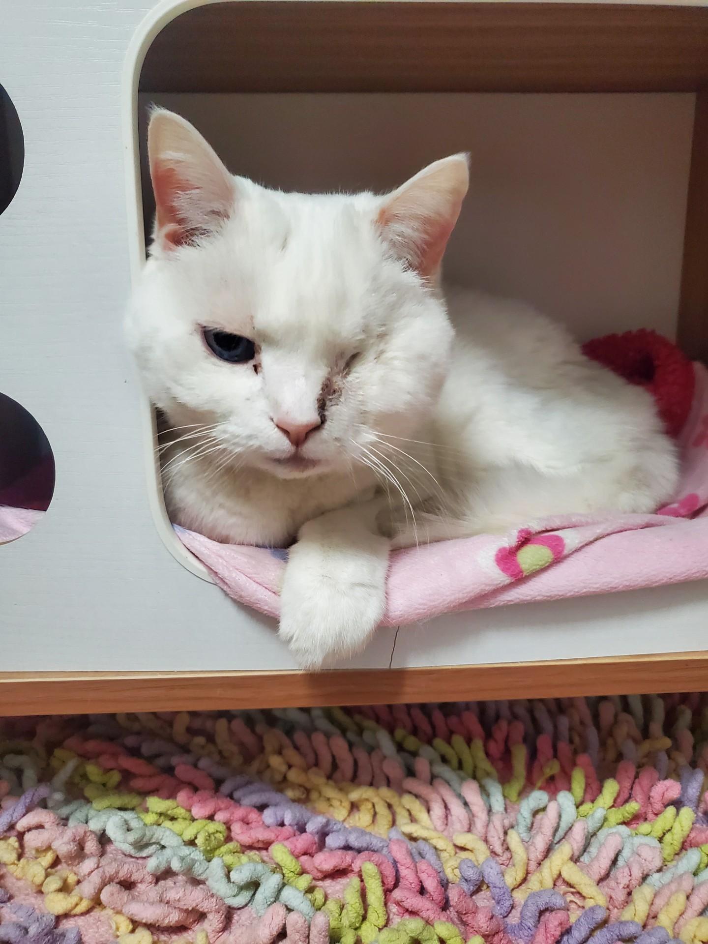 Snow White, ADOPTABLE, Senior Female Domestic Short Hair.