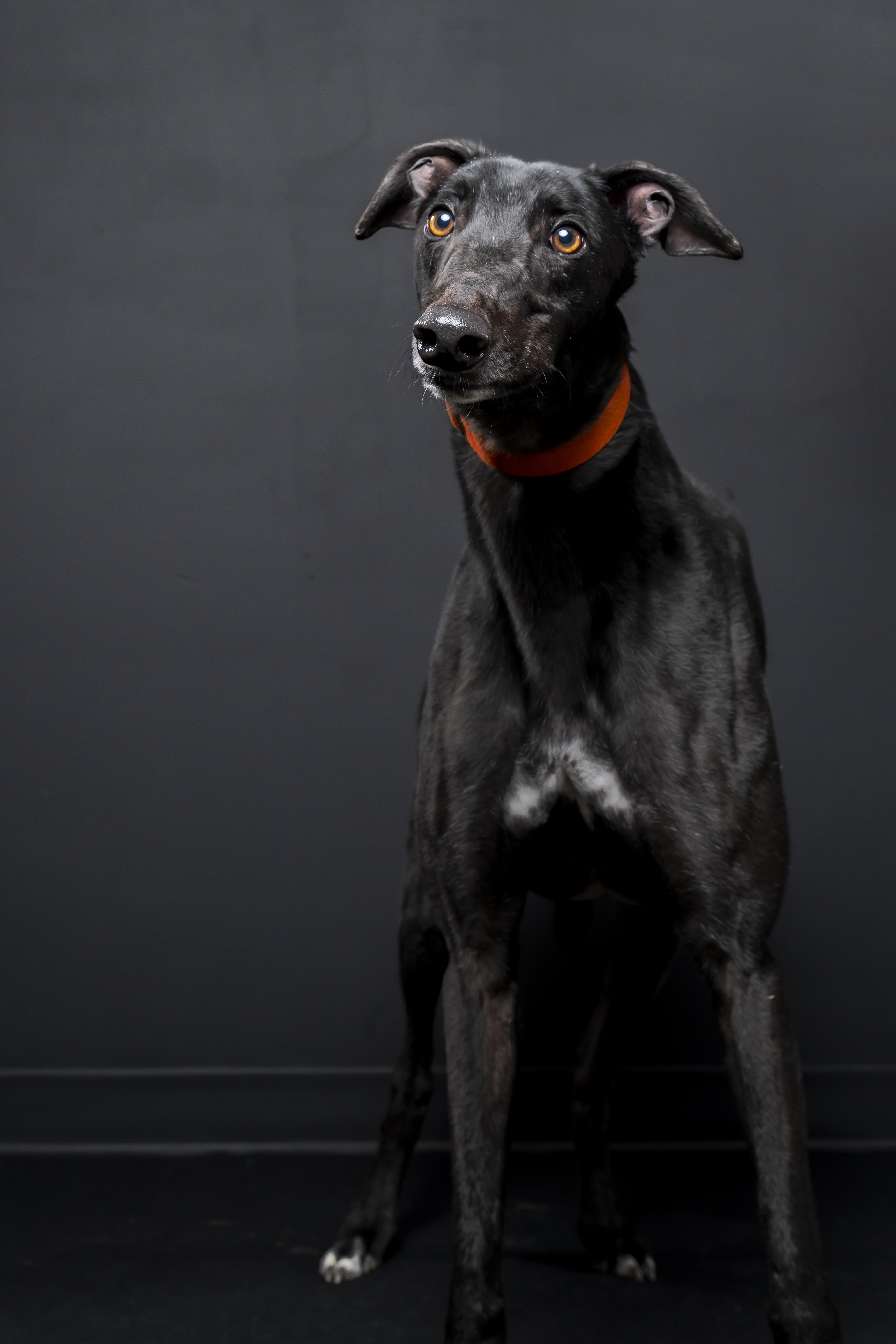 Enlarge CET Bill ~ Bill, a Adopted Greyhound in Augusta, ME image 1/2