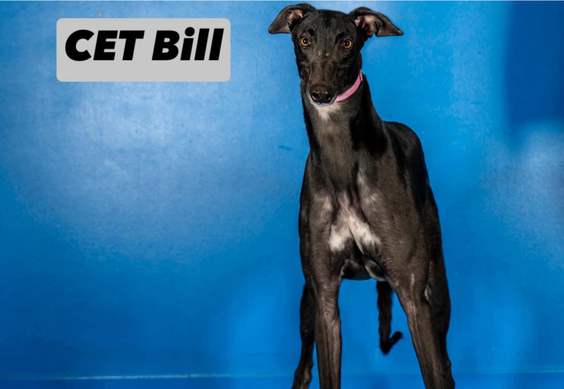 Enlarge CET Bill ~ Bill, a Adopted Greyhound in Augusta, ME image 2/2