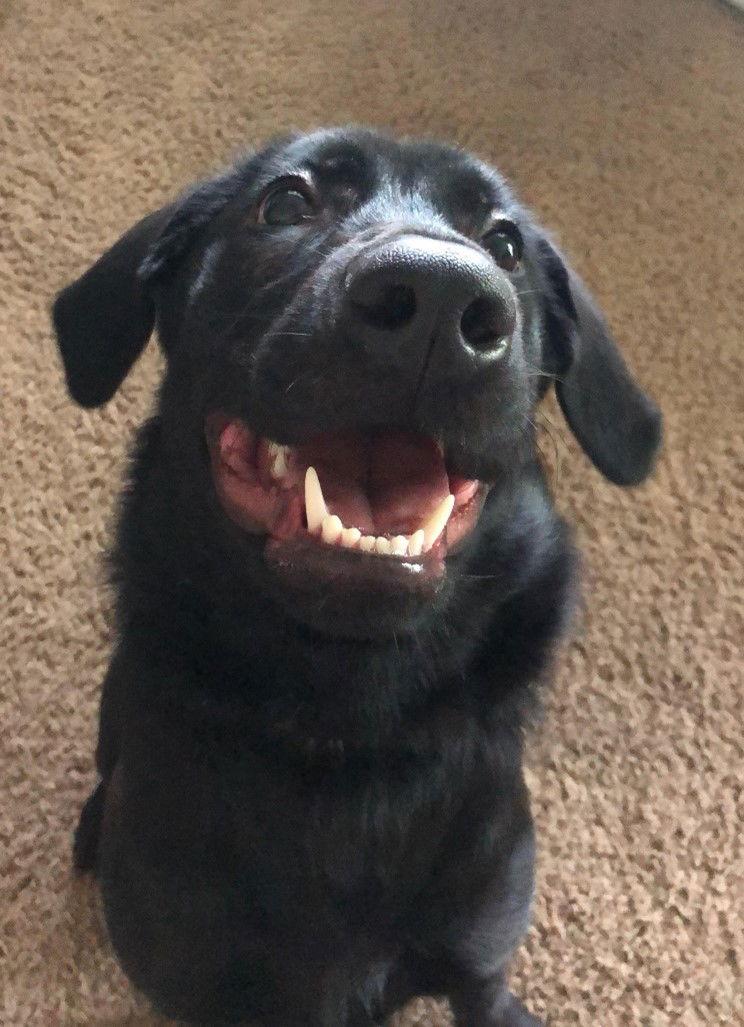 Cher *CL, Adoptable, Adult Female Shepherd & Retriever.