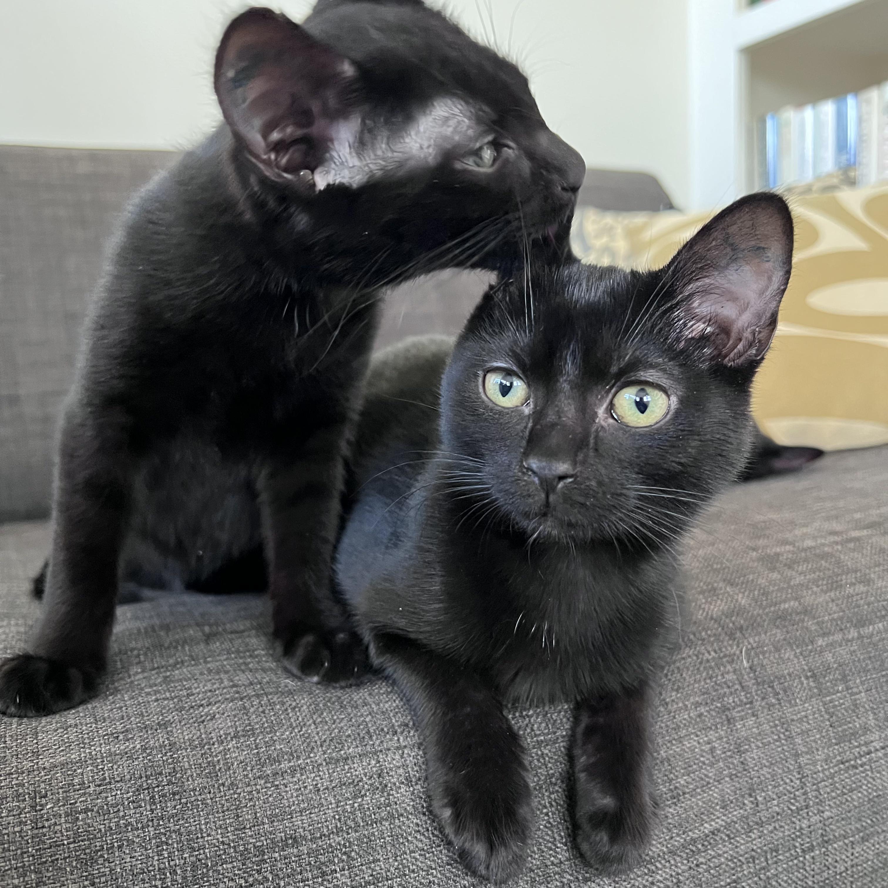 Enlarge Oatmeal, a ADOPTABLE Domestic Short Hair in Columbus, OH image 2/4