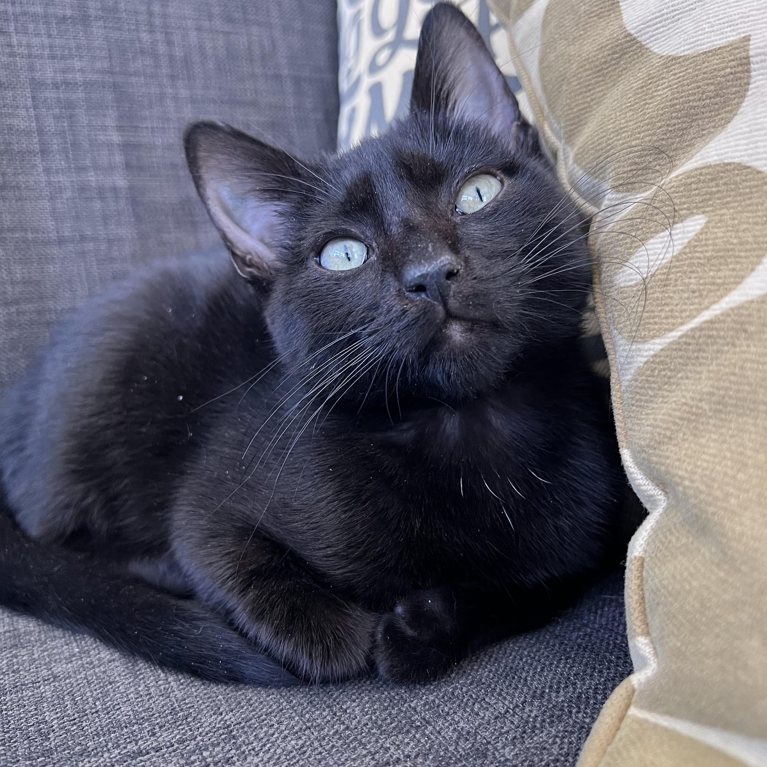 Enlarge Oatmeal, a ADOPTABLE Domestic Short Hair in Columbus, OH image 1/4