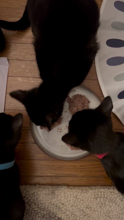 Enlarge Oatmeal, a ADOPTABLE Domestic Short Hair in Columbus, OH video 4/4