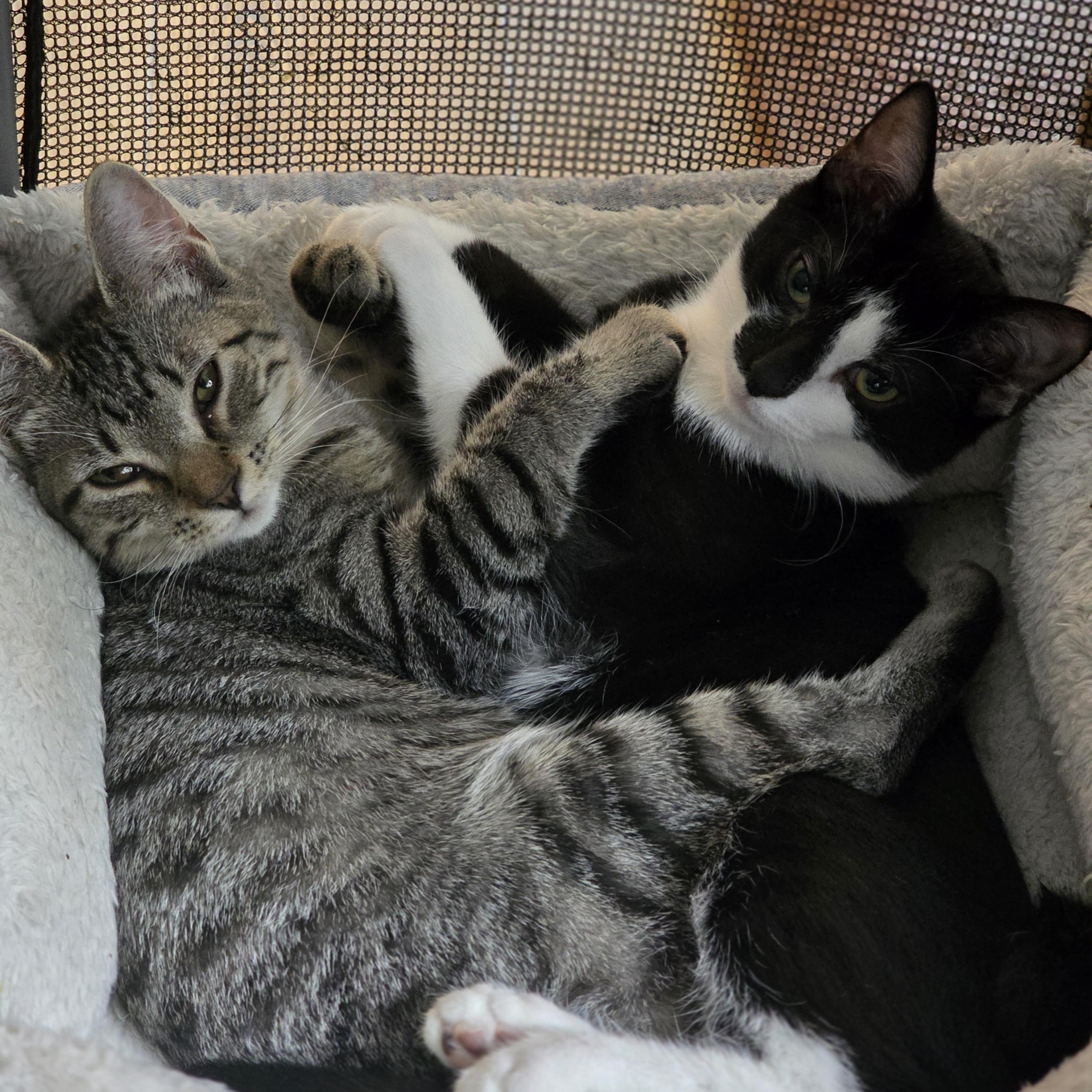 Purr-fectly paired Noah & Theodore, Adoptable, Kitten Male Domestic Short Hair.