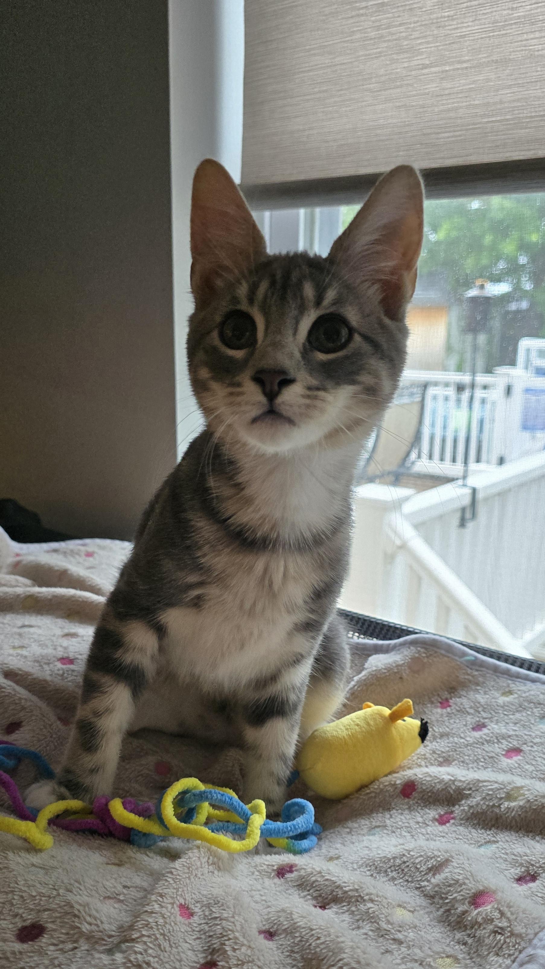 Enlarge Purr-fectly paired Noah & Theodore, a Adoptable Domestic Short Hair in North Bergen, NJ image 4/6