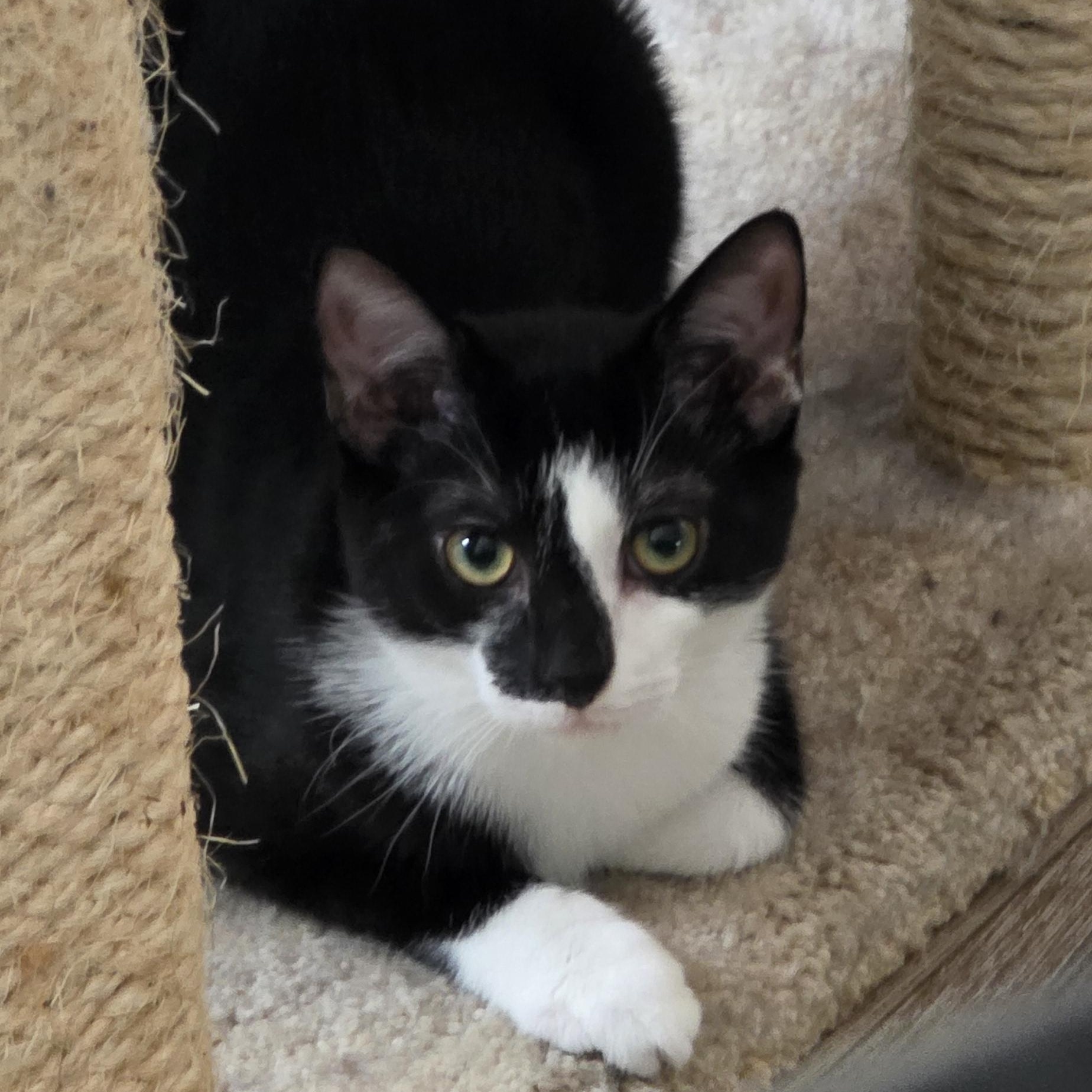 Enlarge Purr-fectly paired Noah & Theodore, a Adoptable Domestic Short Hair in North Bergen, NJ image 5/6