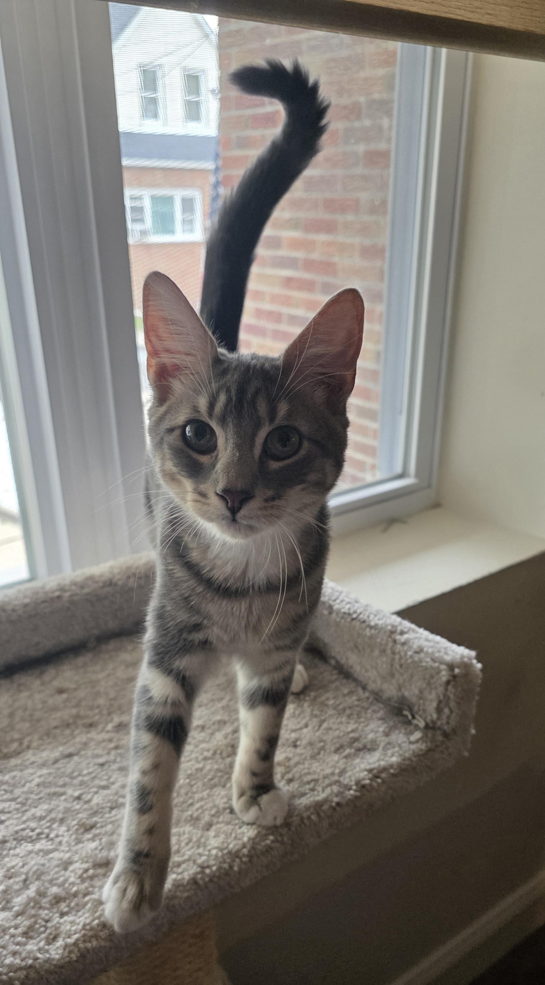Enlarge Purr-fectly paired Noah & Theodore, a Adoptable Domestic Short Hair in North Bergen, NJ image 6/6