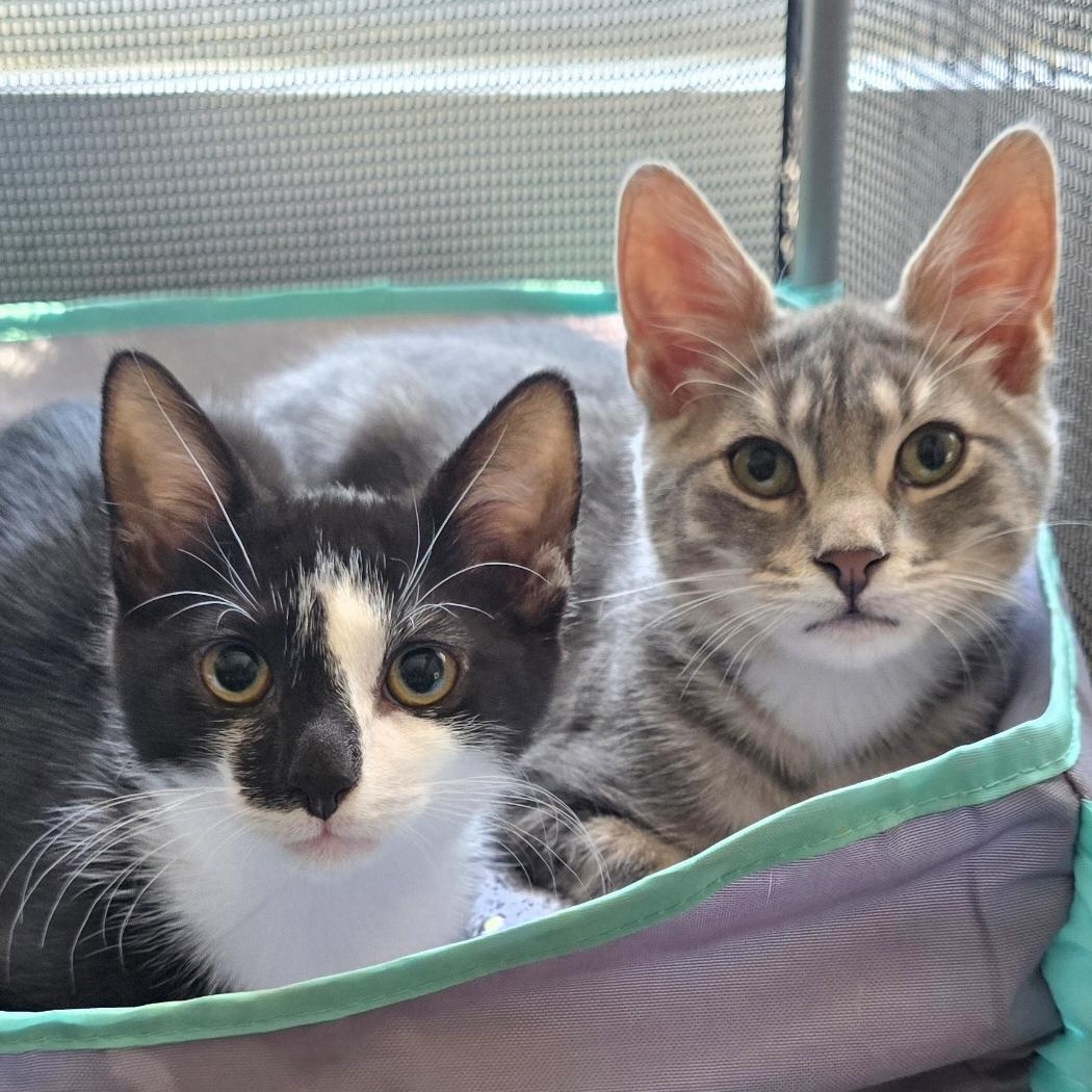Enlarge Purr-fectly paired Noah & Theodore, a Adoptable Domestic Short Hair in North Bergen, NJ image 1/6