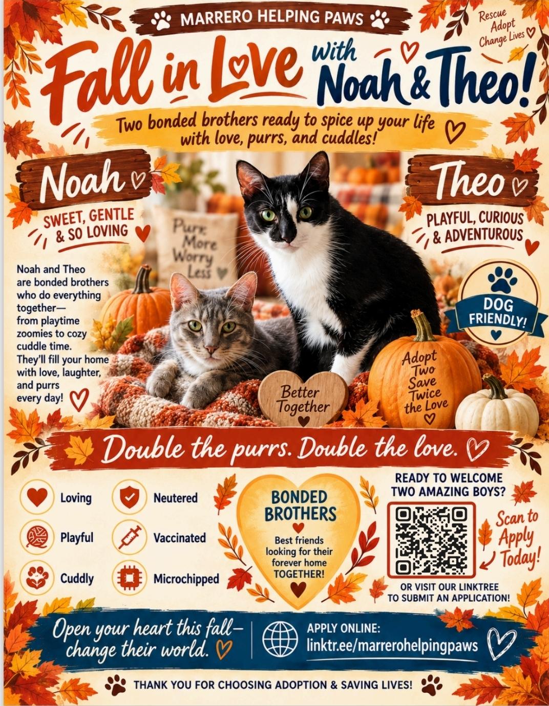 Enlarge Purr-fectly paired Noah & Theodore, a Adoptable Domestic Short Hair in North Bergen, NJ image 1/6