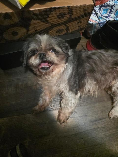 Nana (Bunny), Adoptable, Senior Female Shih Tzu.