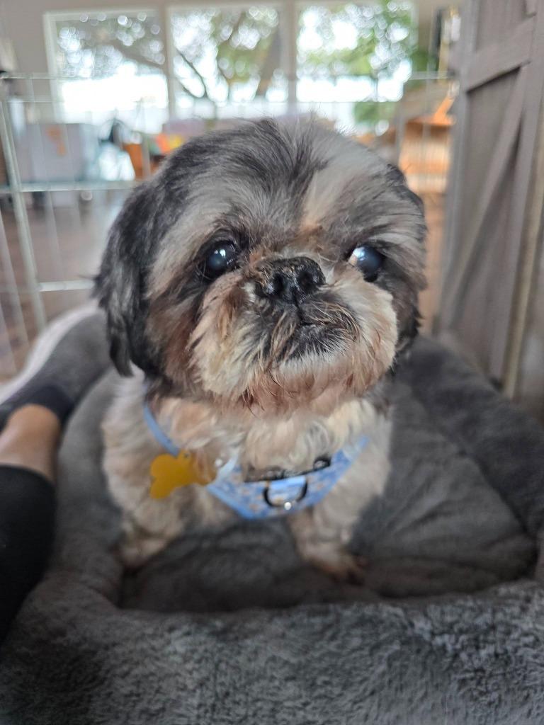 Enlarge Nana (Bunny), a Adoptable mixed breed in El Cajon, CA image 3/4