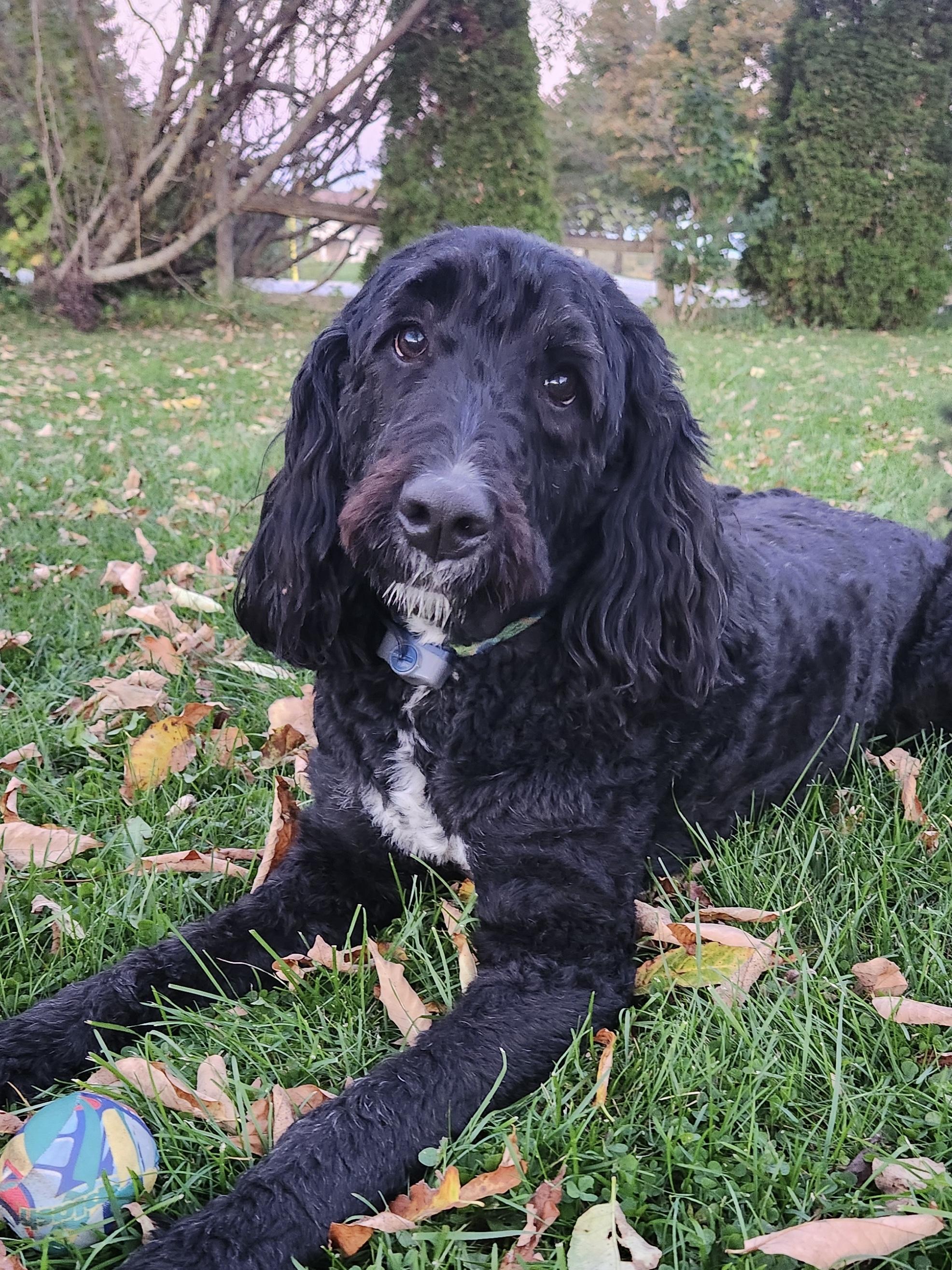 Enlarge Murphy - ADOPTION PENDING, a Adoptable Bernedoodle in Richmond Hill, ON image 2/5