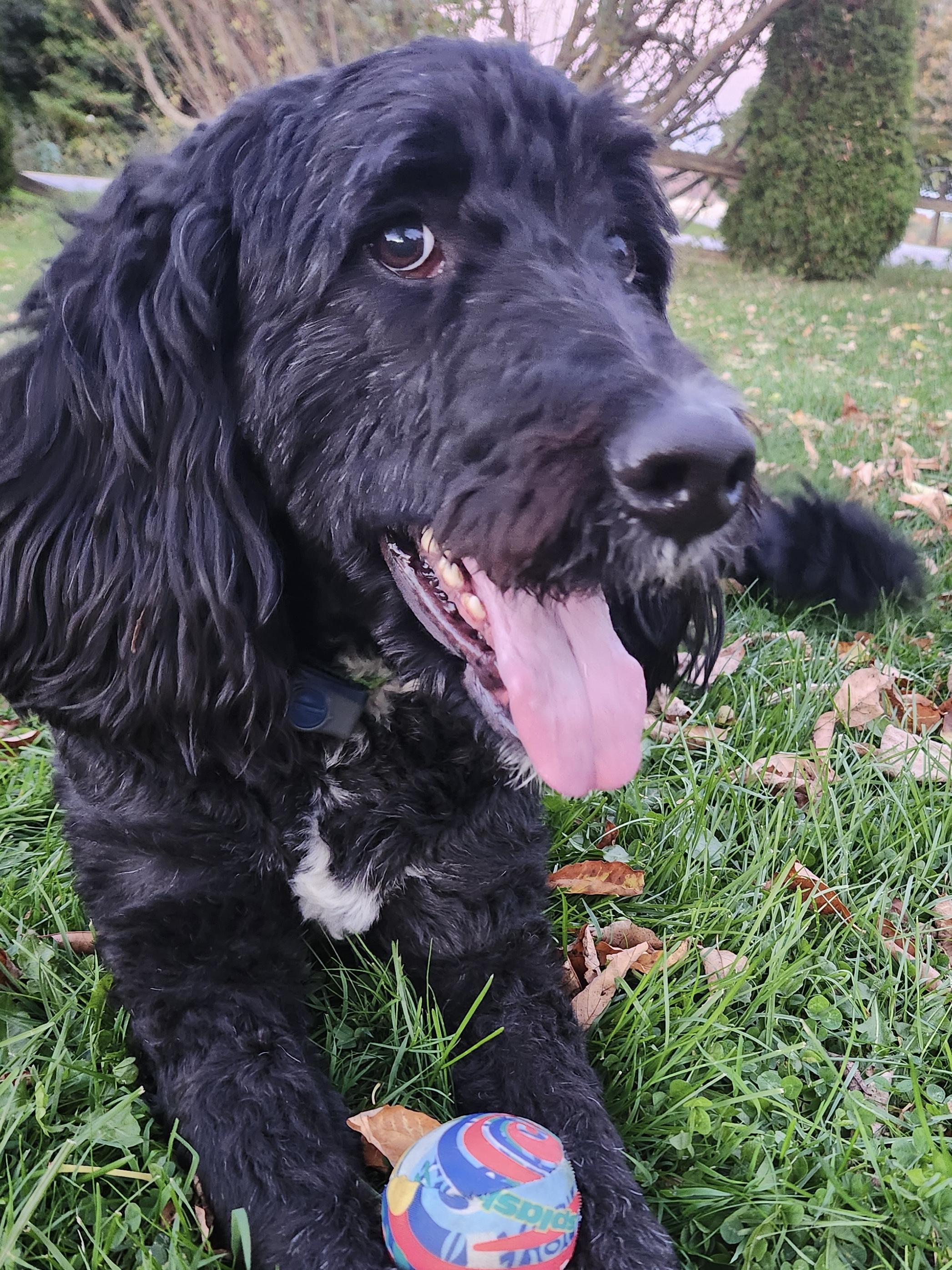 Murphy - ADOPTION PENDING, Adoptable, Adult Male Bernedoodle.
