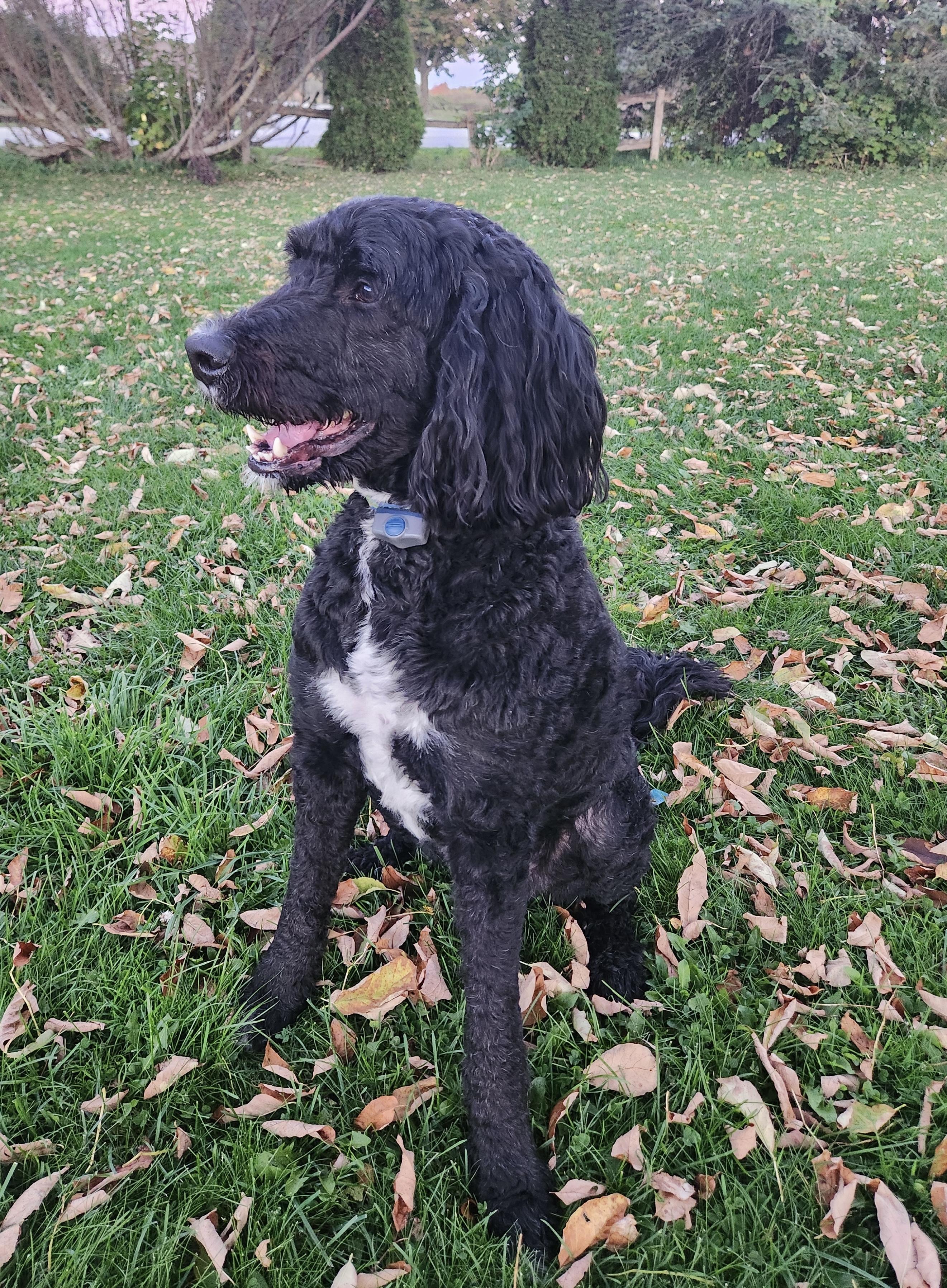 Enlarge Murphy - ADOPTION PENDING, a Adoptable Bernedoodle in Richmond Hill, ON image 3/5