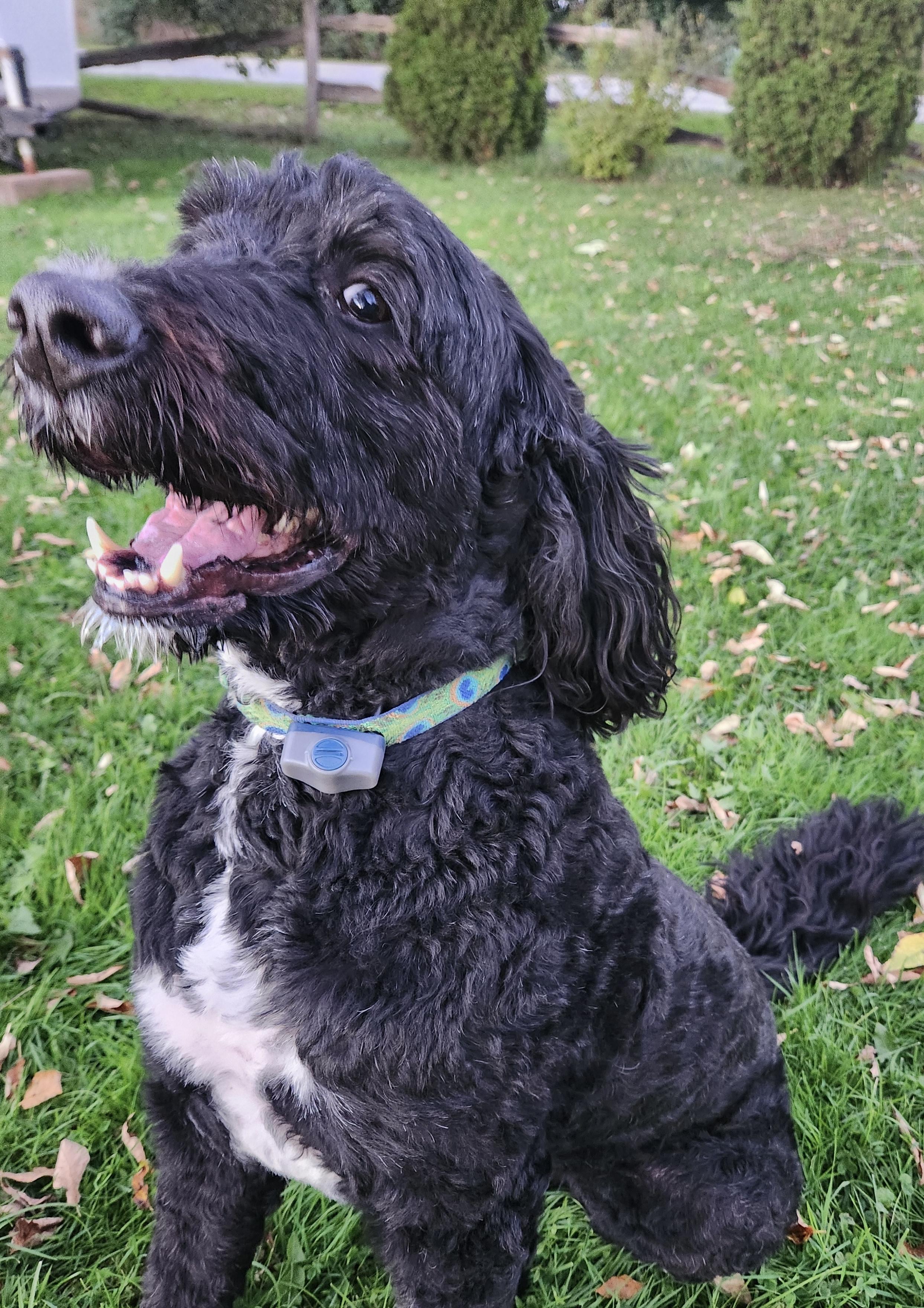 Enlarge Murphy - ADOPTION PENDING, a Adoptable Bernedoodle in Richmond Hill, ON image 4/5