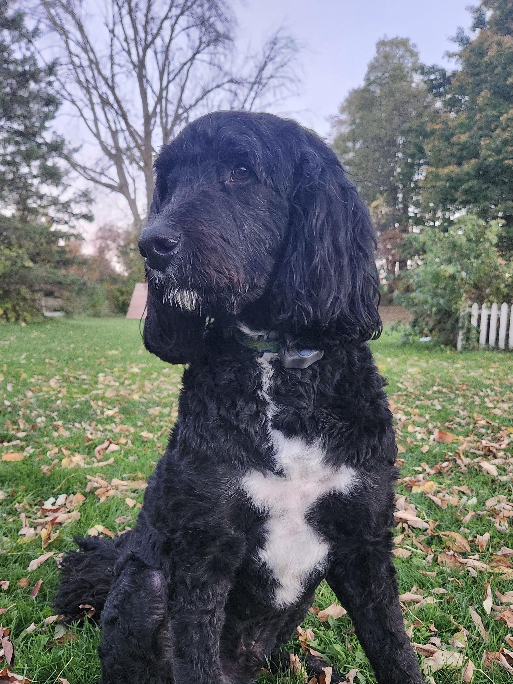 Murphy, an adoptable Bernedoodle in Richmond Hill, ON, L4E 2M8 | Photo Image 2