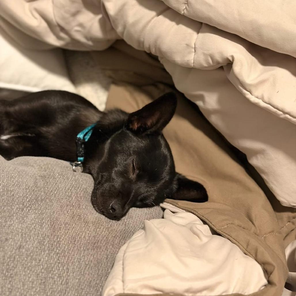 Nugget, Adoptable, Young Female Schnauzer & Mixed Breed.