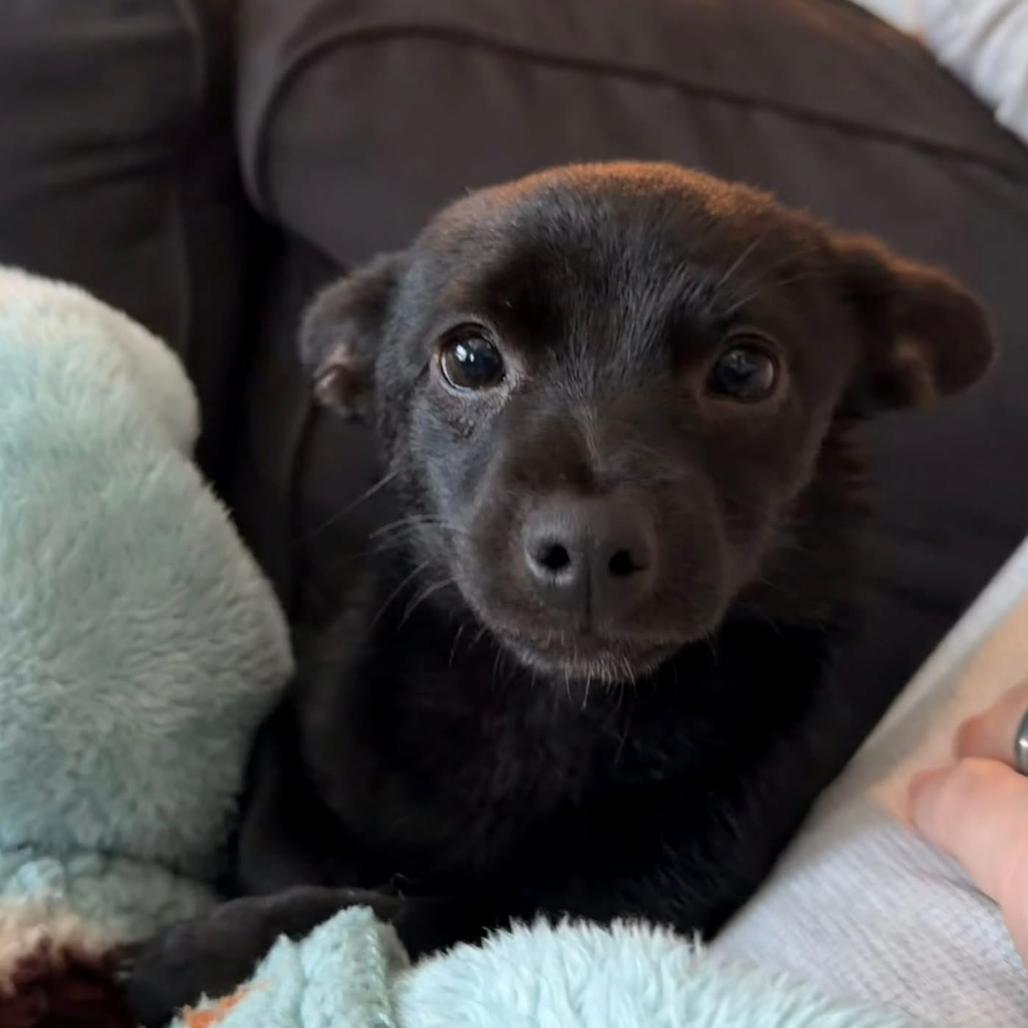 Enlarge Nugget, a Adoptable mixed breed in Joliet, IL image 2/4