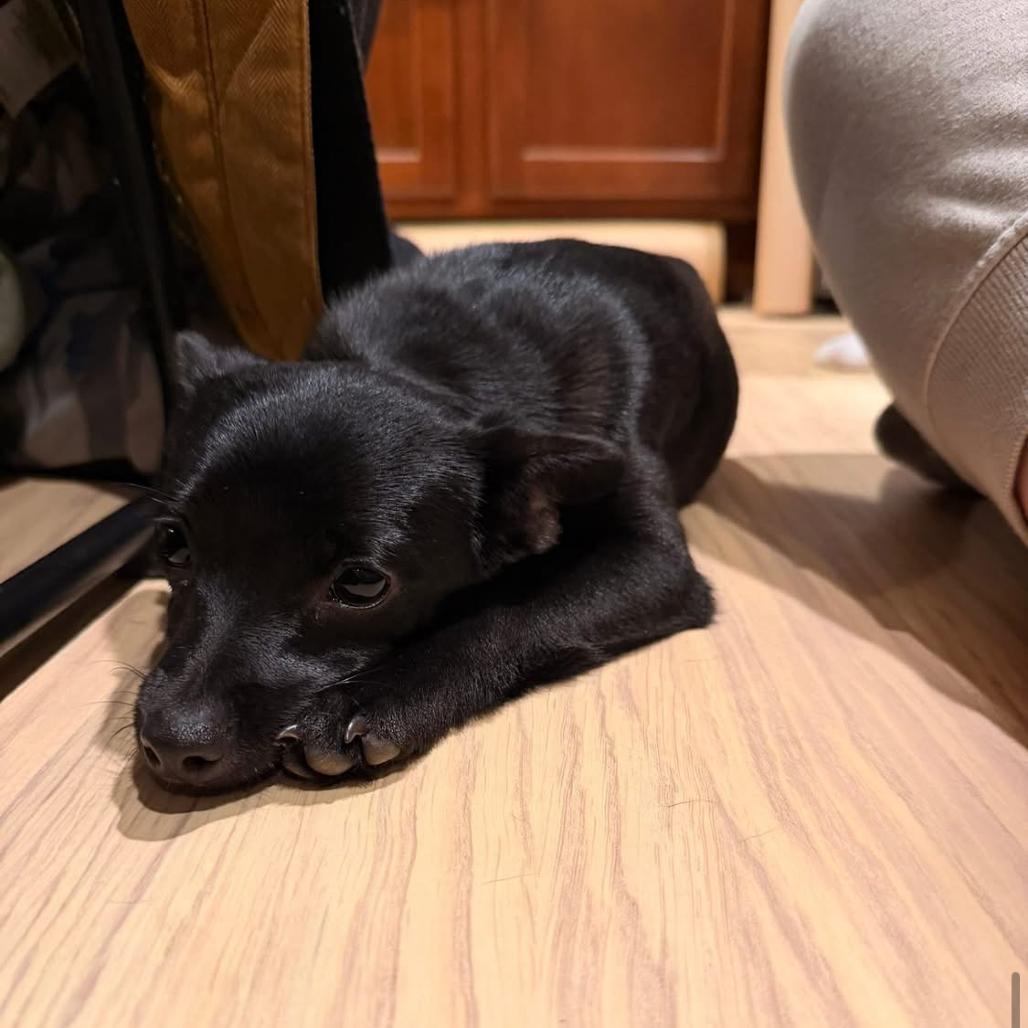 Enlarge Nugget, a Adoptable mixed breed in Joliet, IL image 3/4