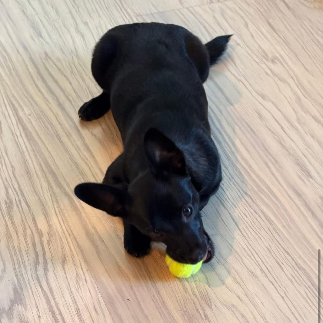 Enlarge Nugget, a Adoptable mixed breed in Joliet, IL image 4/4