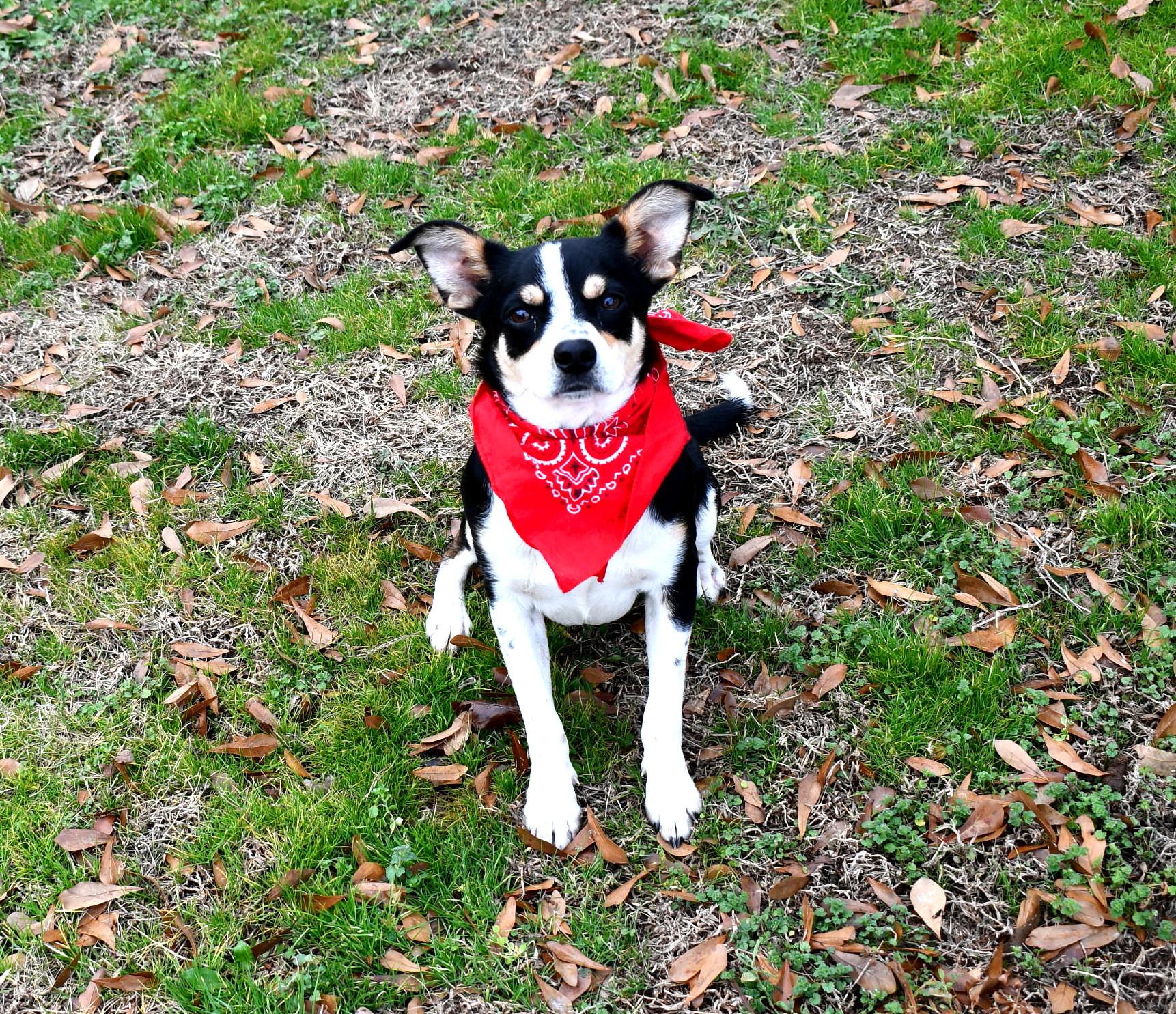 Enlarge Scout, an adopted mixed breed in Muldrow, OK image 4/6